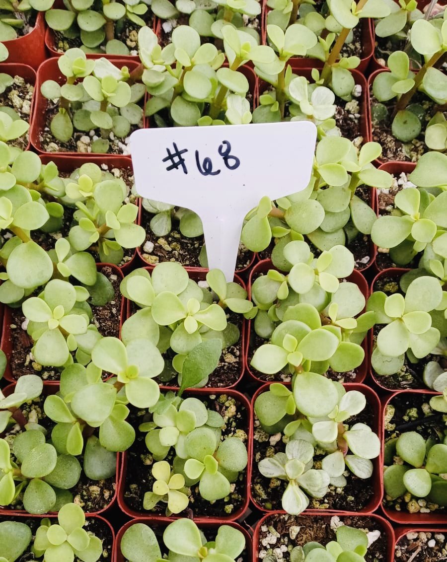 #68 Portulacaria Elephant Bush Green