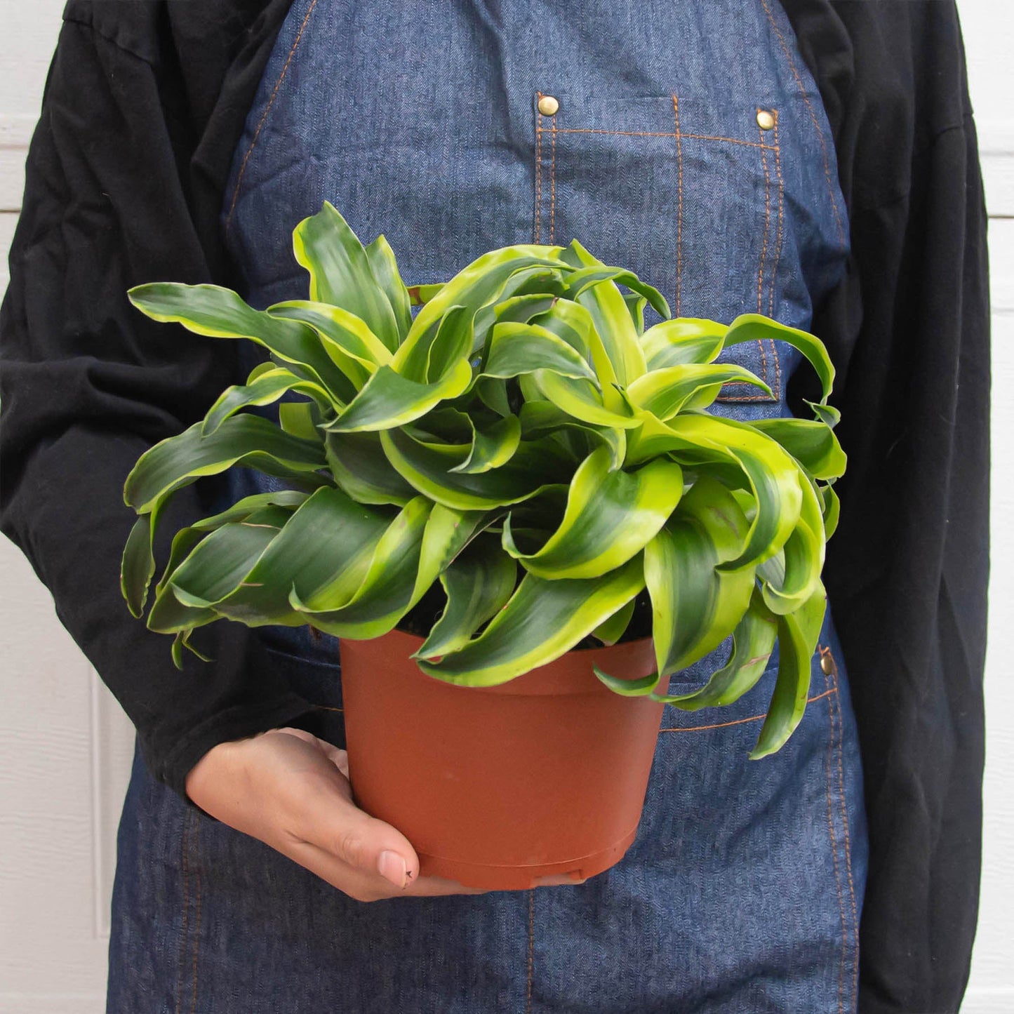 Dracaena 'Tornado'I Dracaena has Dark green leaves which grow in a spiral formation from its thin stem.