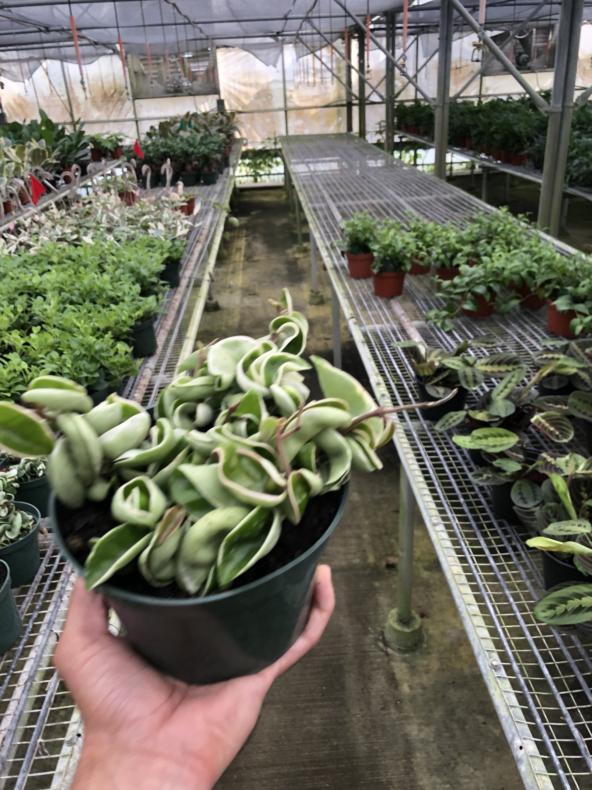 Hoya 'Rope Plant' Variegated I Draping succulent vines that produce clusters of star-shaped waxy flowers