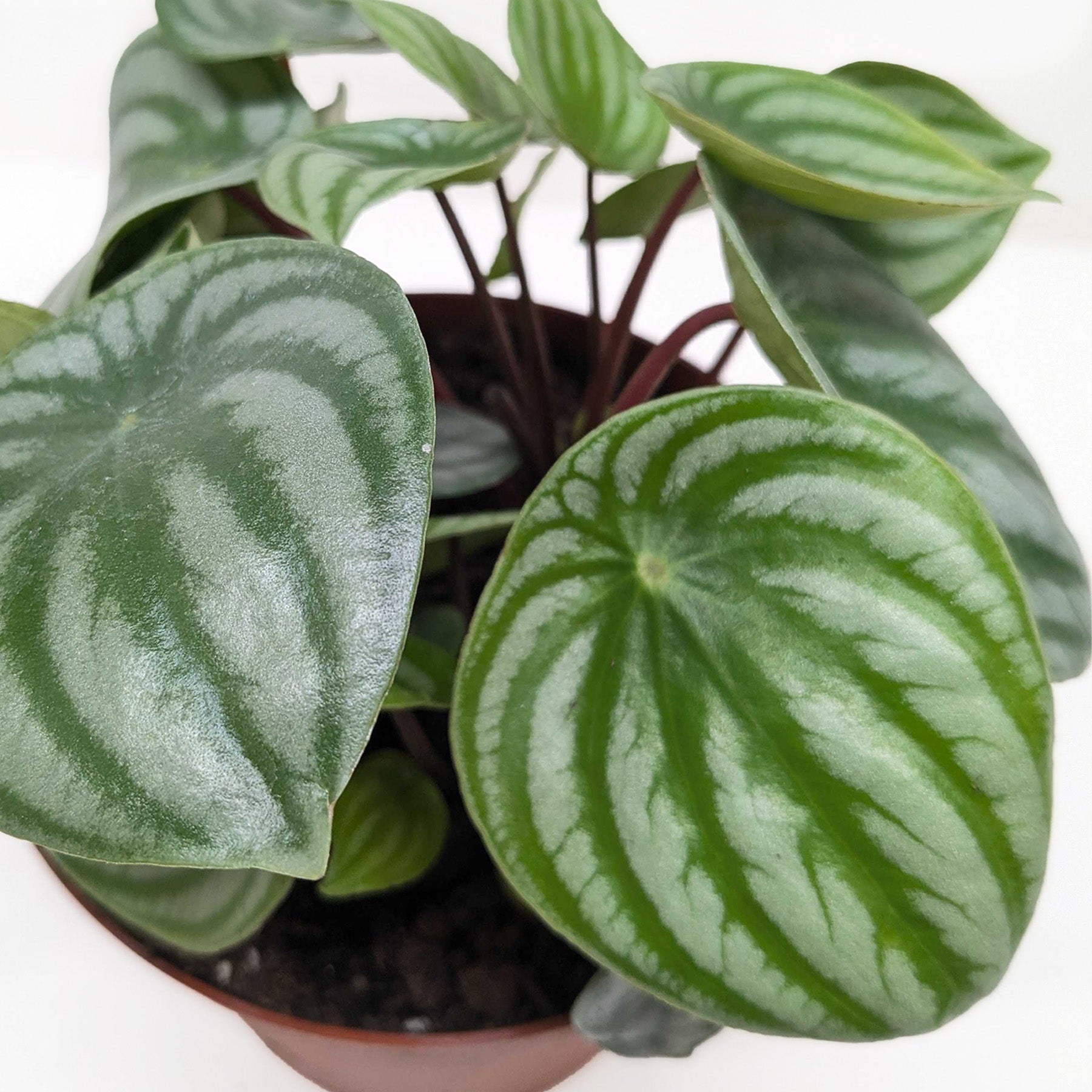 Peperomia 'Watermelon' I  It is a perennial with asymmetrical oval green leaves, slightly fleshy, strikingly marked with curved silver stripes, and red stems.