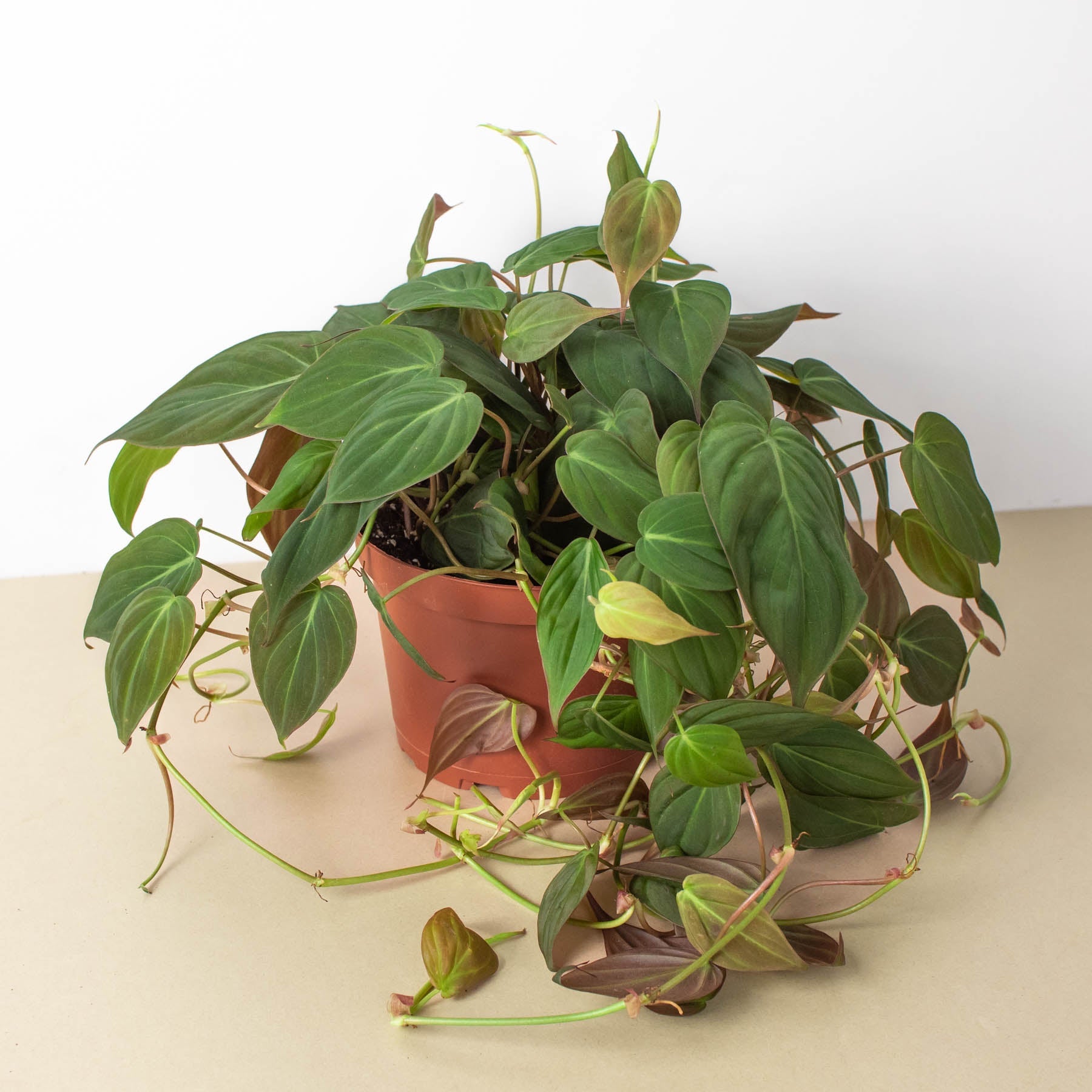 Philodendron 'Velvet' I This type of philodendron plant has velvet-textured heart-shaped leaves