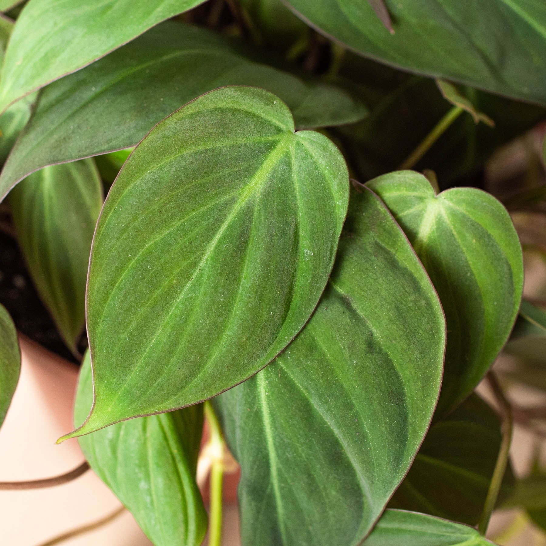Philodendron 'Velvet' I This type of philodendron plant has velvet-textured heart-shaped leaves