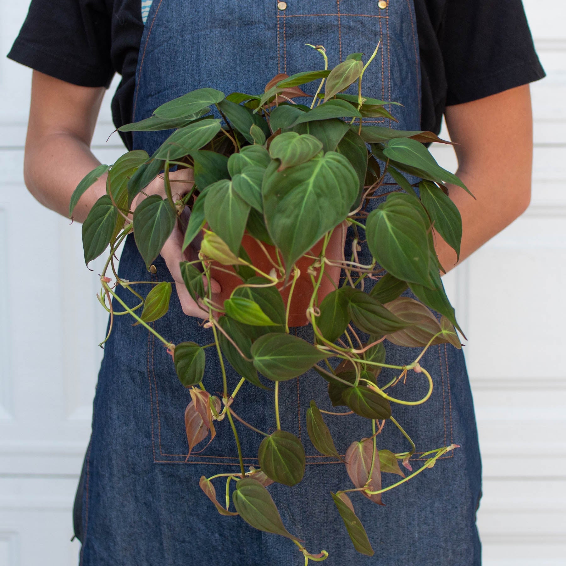 Philodendron 'Velvet' I This type of philodendron plant has velvet-textured heart-shaped leaves