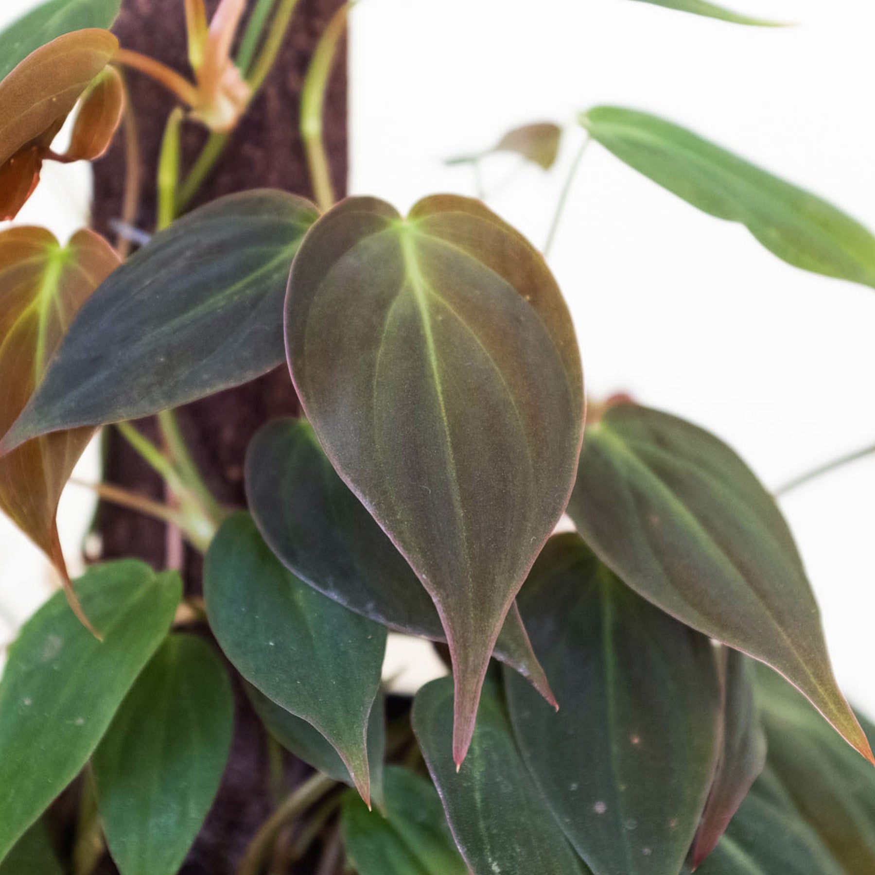 Philodendron 'Velvet' I This type of philodendron plant has velvet-textured heart-shaped leaves