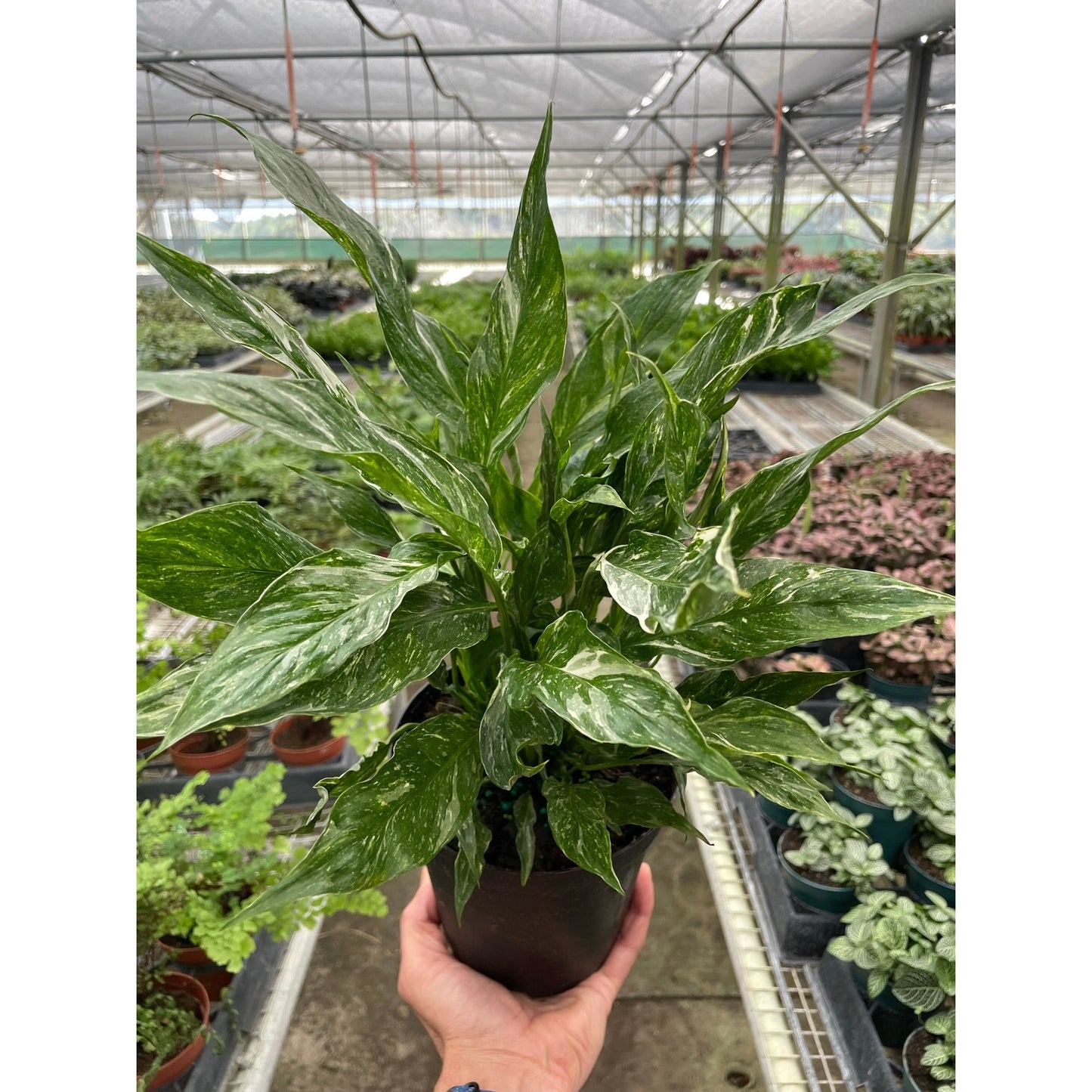 Variegated Spathiphyllum 'Domino' - a tropical evergreen plant prized for its stunning white flowers and lush foliage.