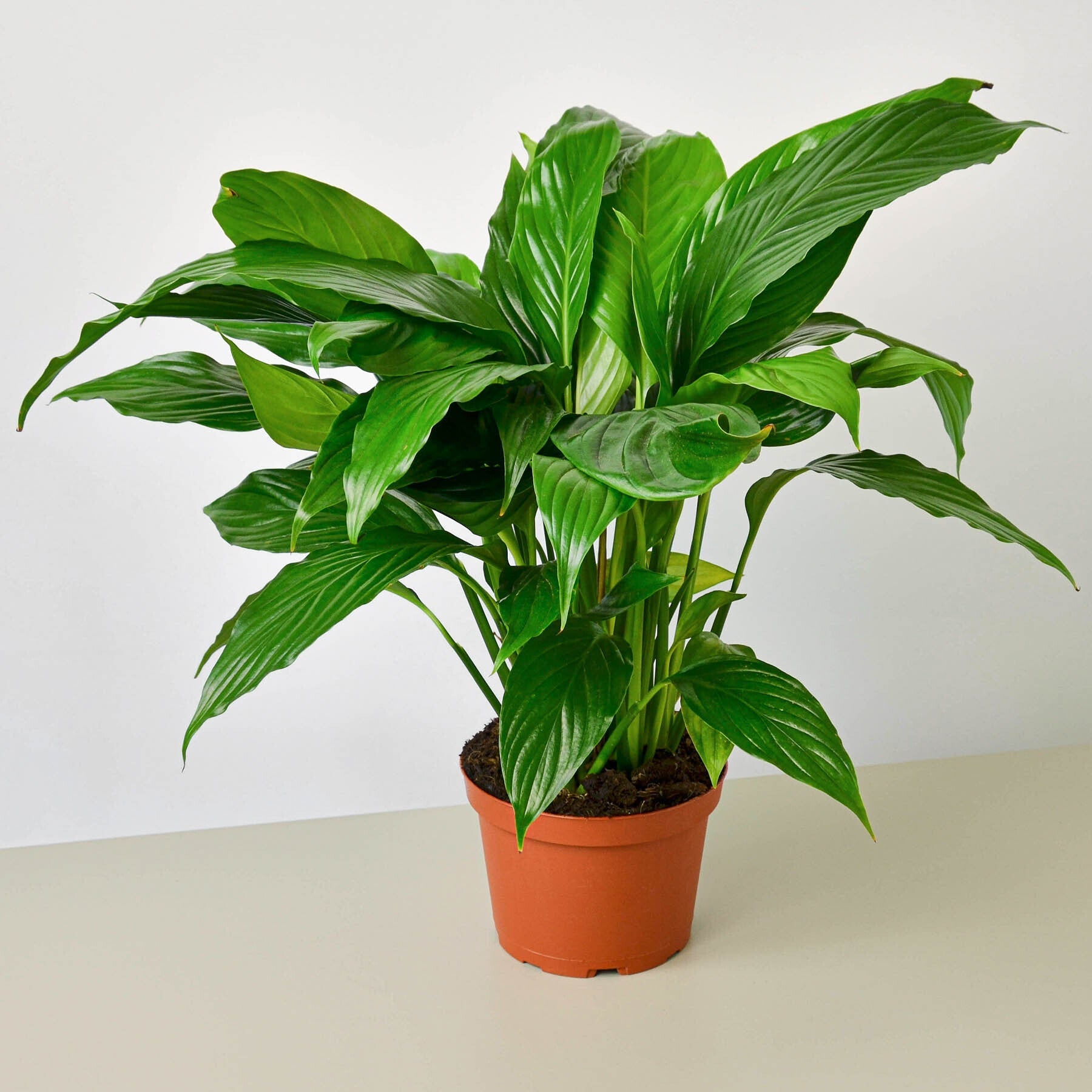 Spathiphyllum 'Peace Lily' potted.  A popular indoor plant admired for its lush, dark green foliage and elegant white bloom
