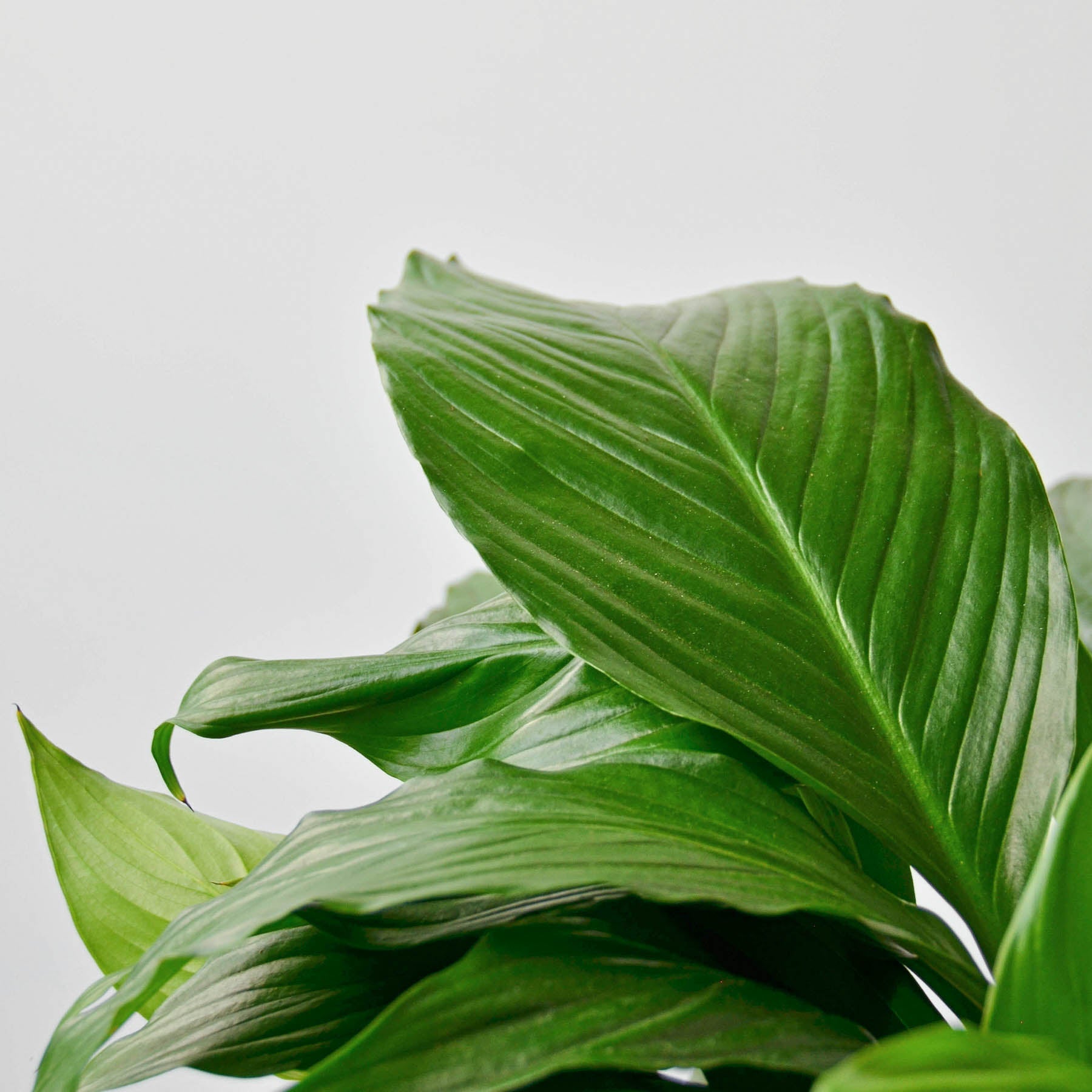 Spathiphyllum 'Peace Lily' potted.  A popular indoor plant admired for its lush, dark green foliage and elegant white bloom
