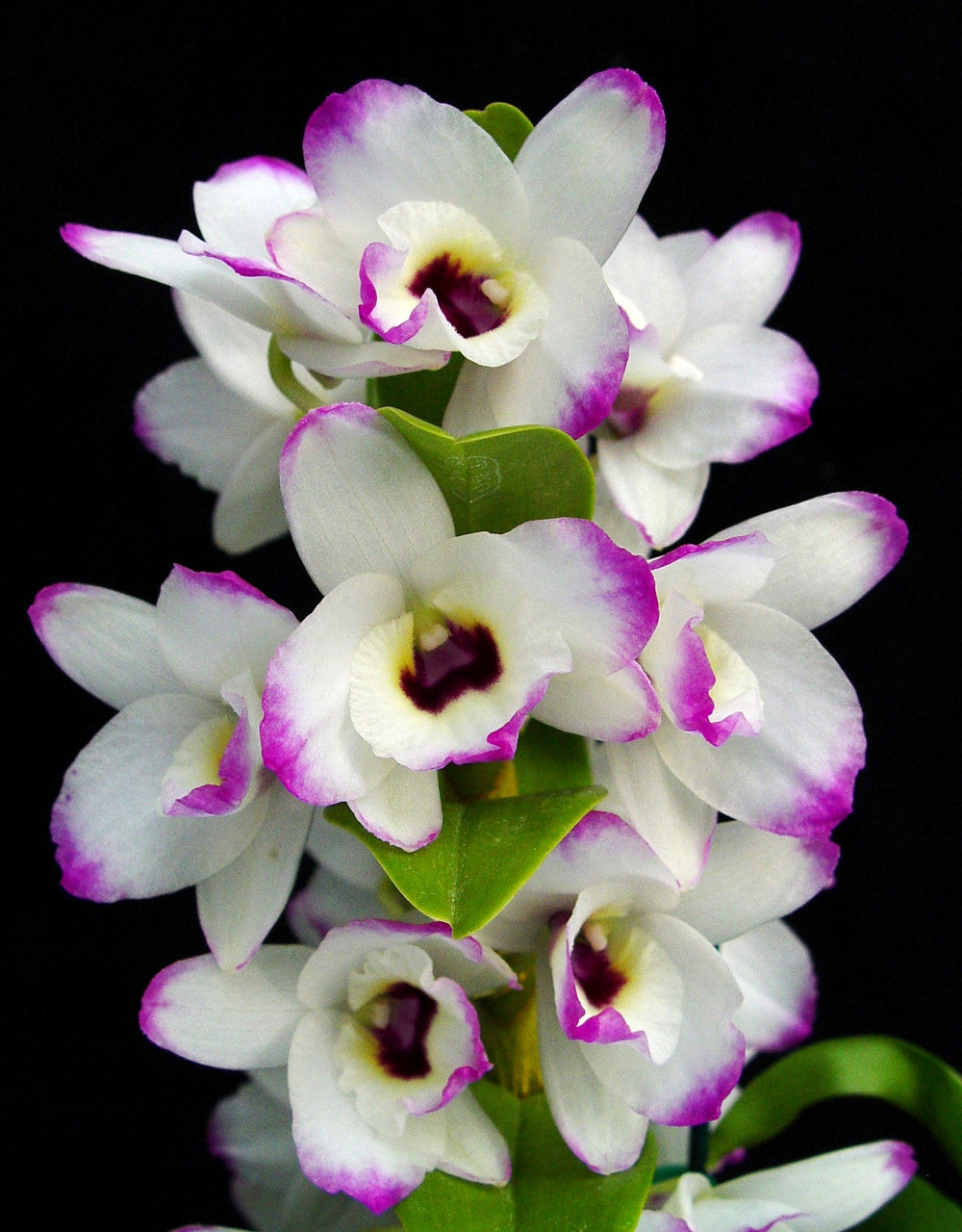 Orchid Stuff Plus Gift Card