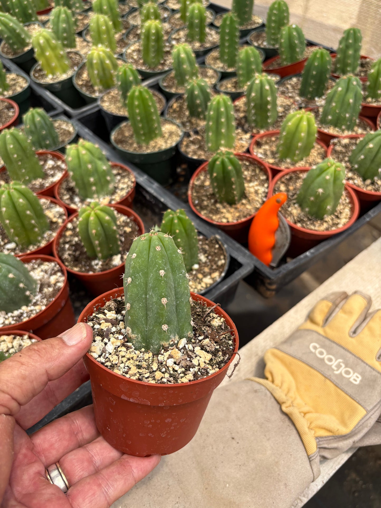 #EC67 EXACT Trichocereus Pachanoi "46" in 6" container