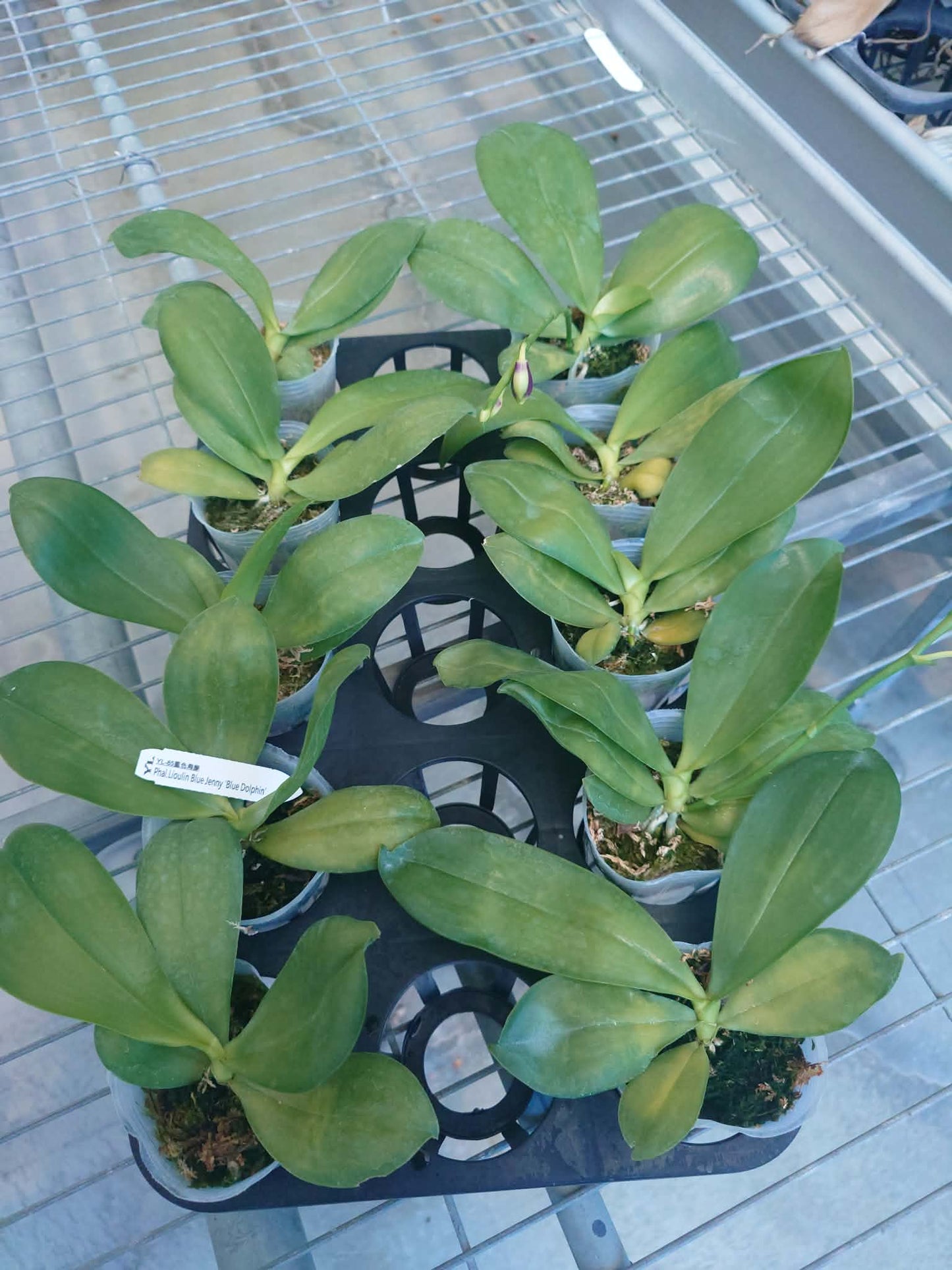 Phalaenopsis Lioulin Blue Jenny ‘Blue Dolphin’