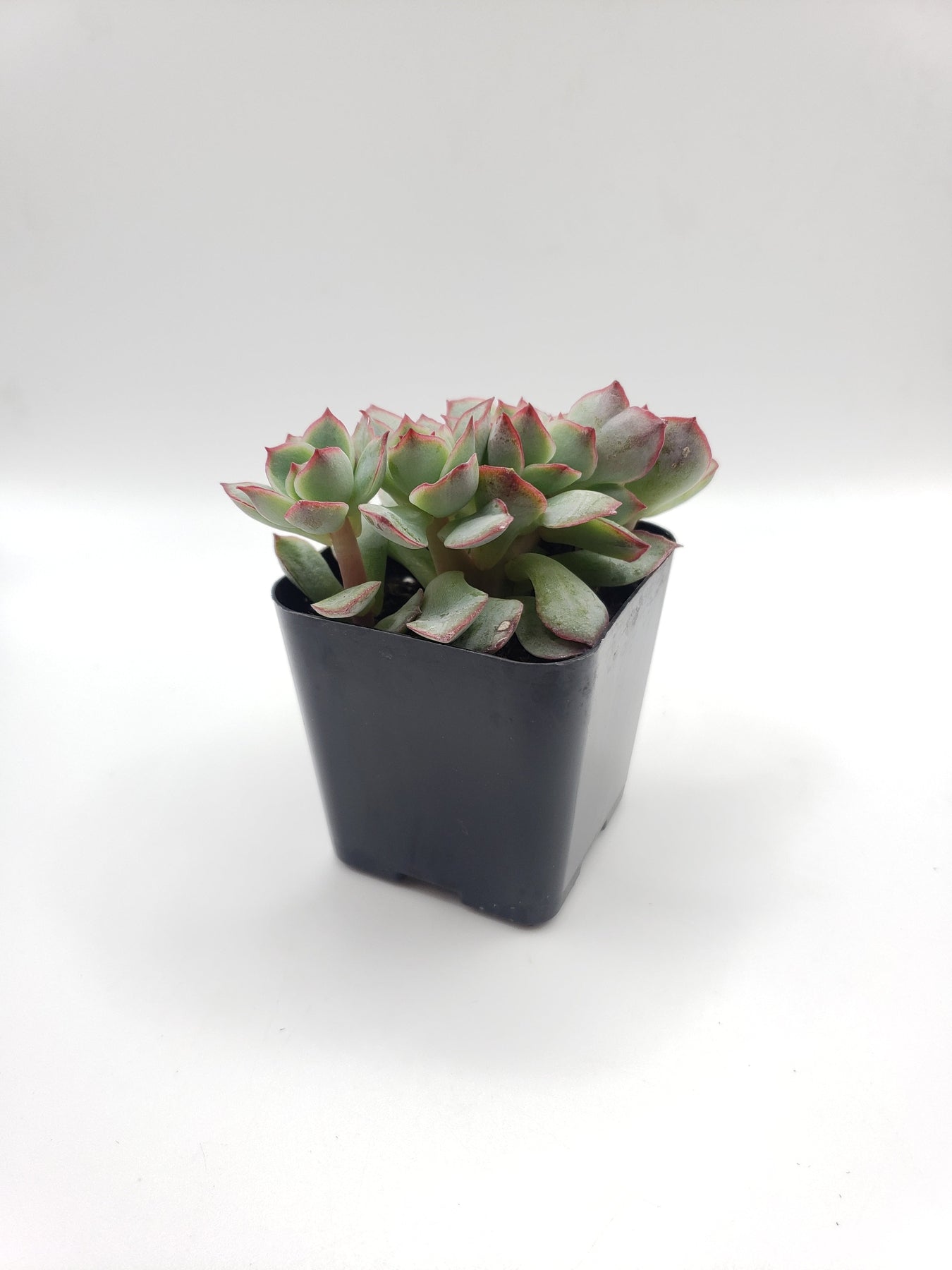 painted lady succulent propagation #85 Painted Lady Hybrid
