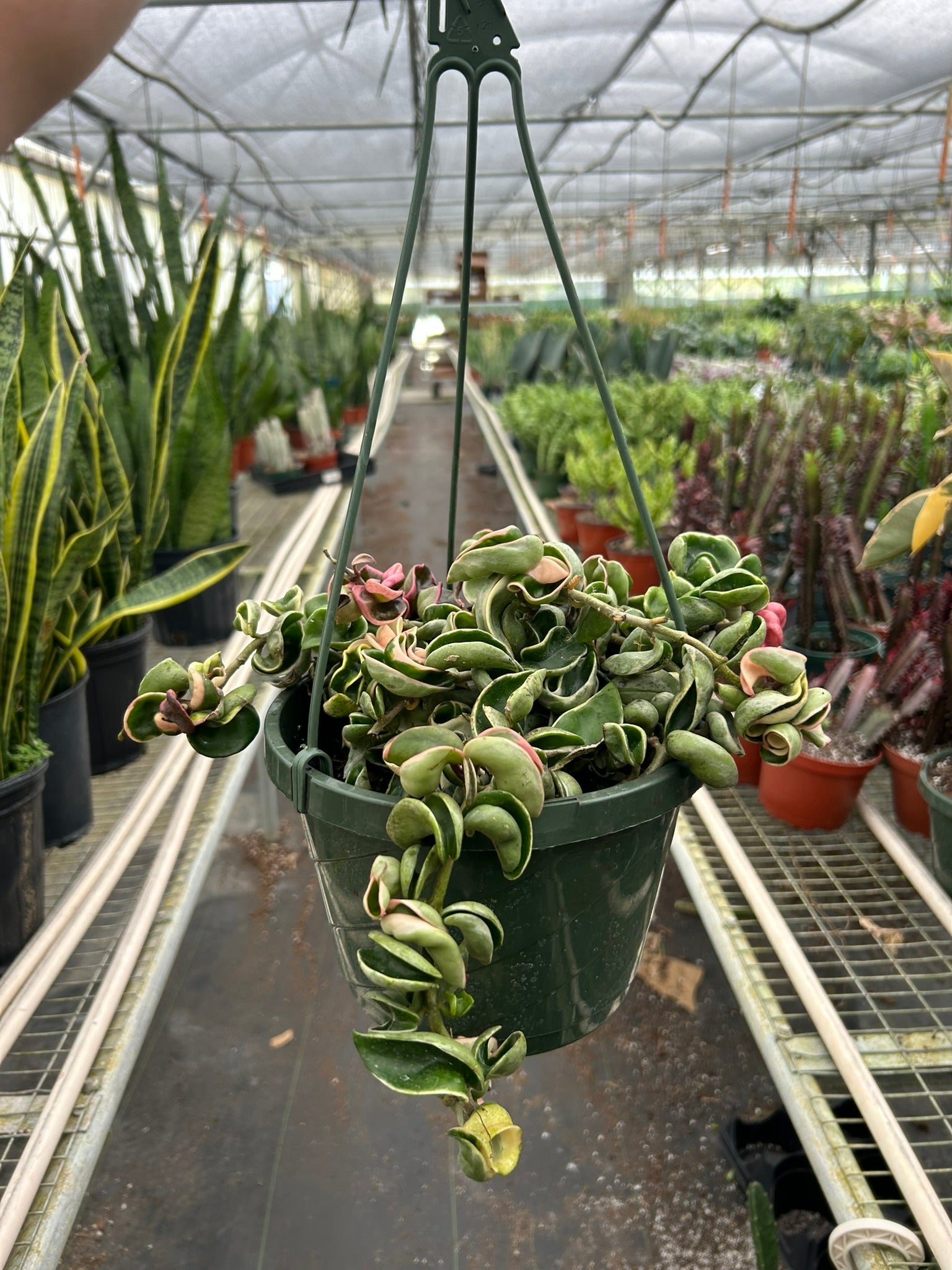 Hoya 'Rope Plant' Variegated I Draping succulent vines that produce clusters of star-shaped waxy flowers