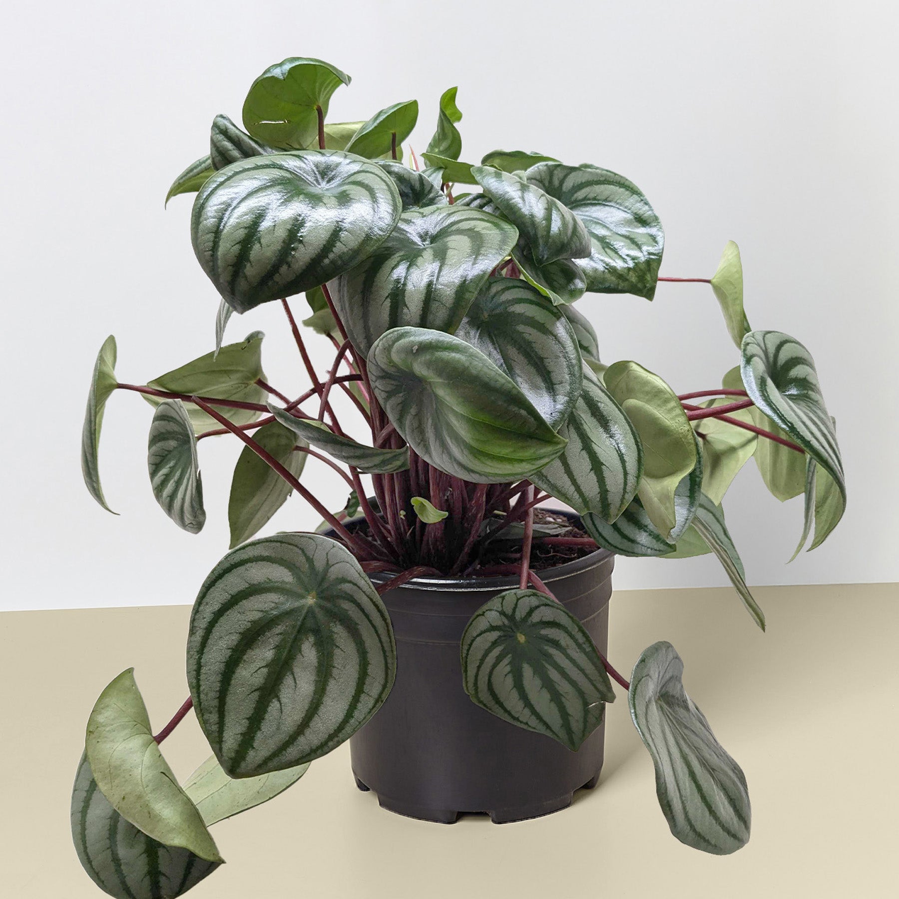 Peperomia 'Watermelon' I  It is a perennial with asymmetrical oval green leaves, slightly fleshy, strikingly marked with curved silver stripes, and red stems.