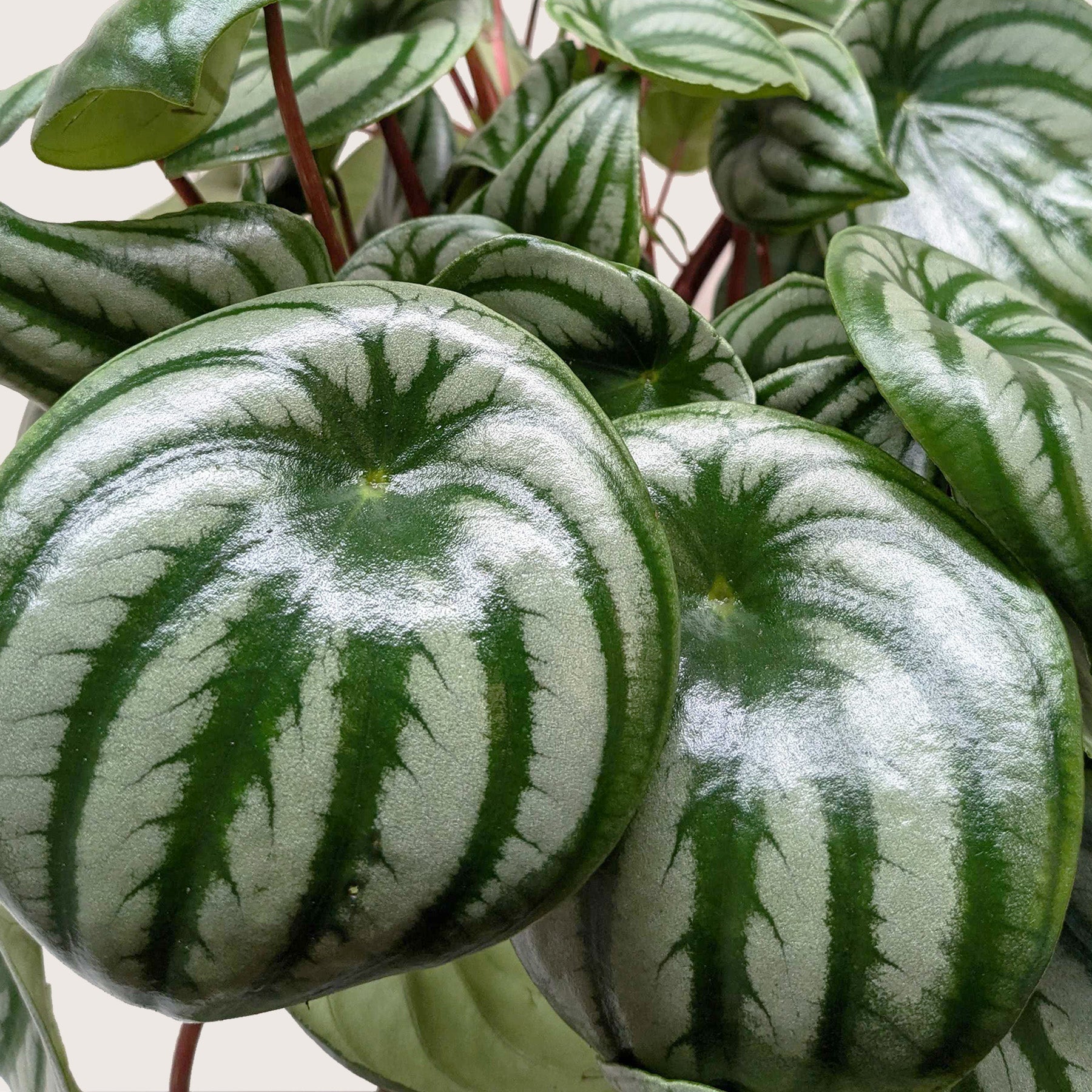 Peperomia 'Watermelon' I  It is a perennial with asymmetrical oval green leaves, slightly fleshy, strikingly marked with curved silver stripes, and red stems.