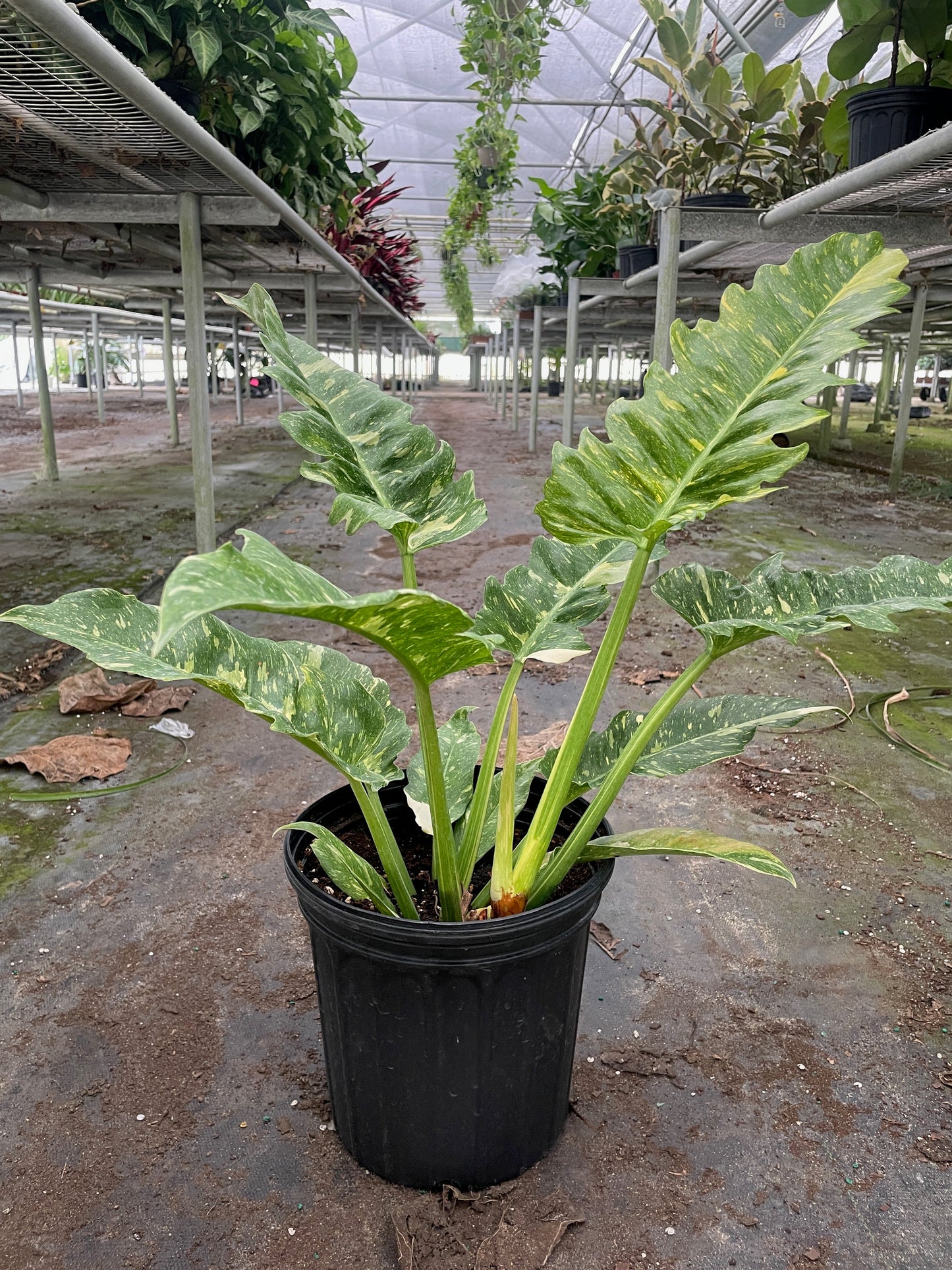 FREE SHIPPING Philodendron 'Variegated Ring of Fire '