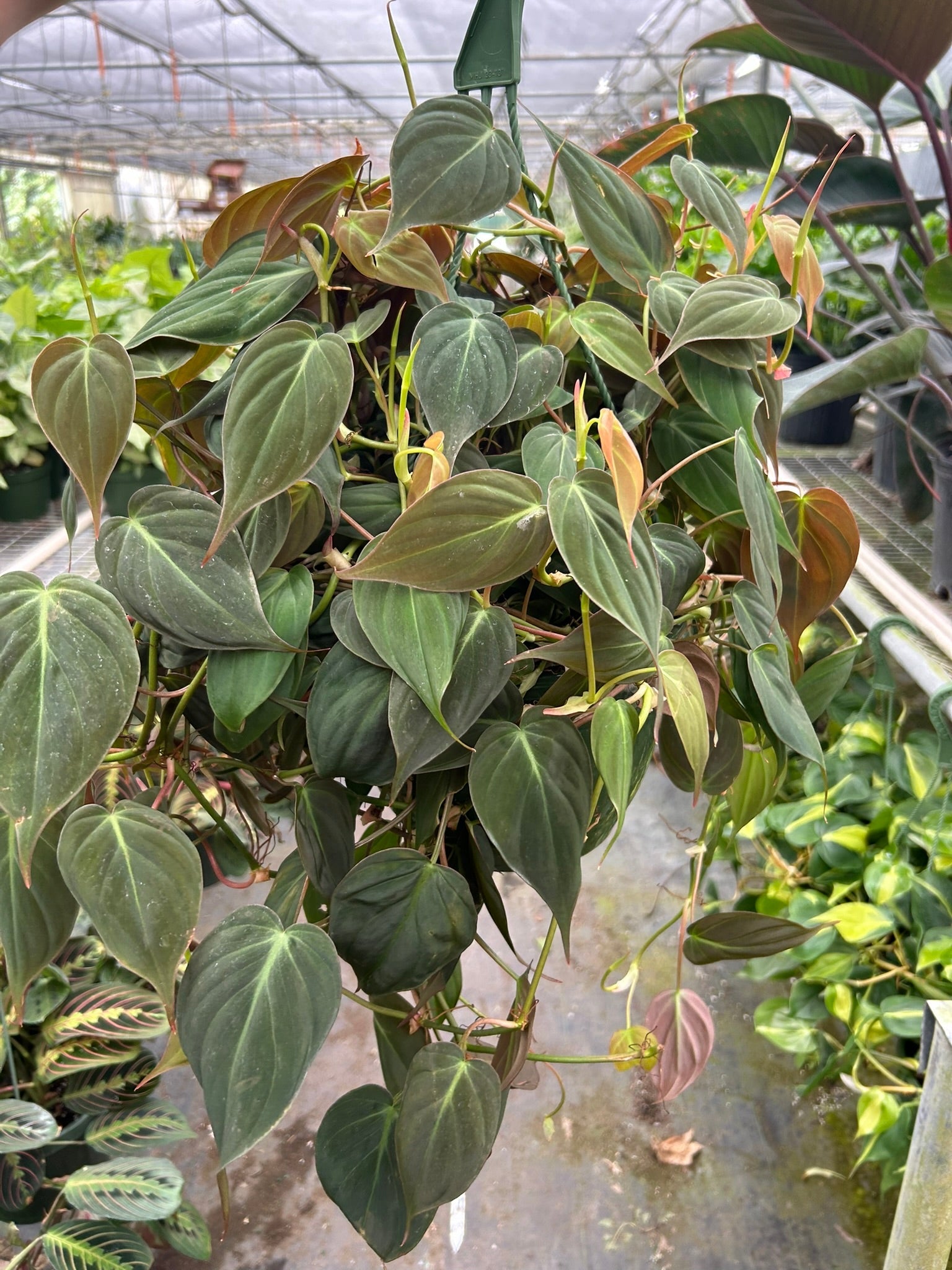 Philodendron 'Velvet' I This type of philodendron plant has velvet-textured heart-shaped leaves