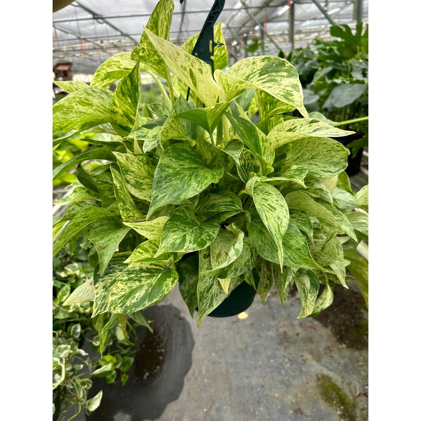 Pothos 'Marble Queen' - this Pothos is a variegated version with more white than green.