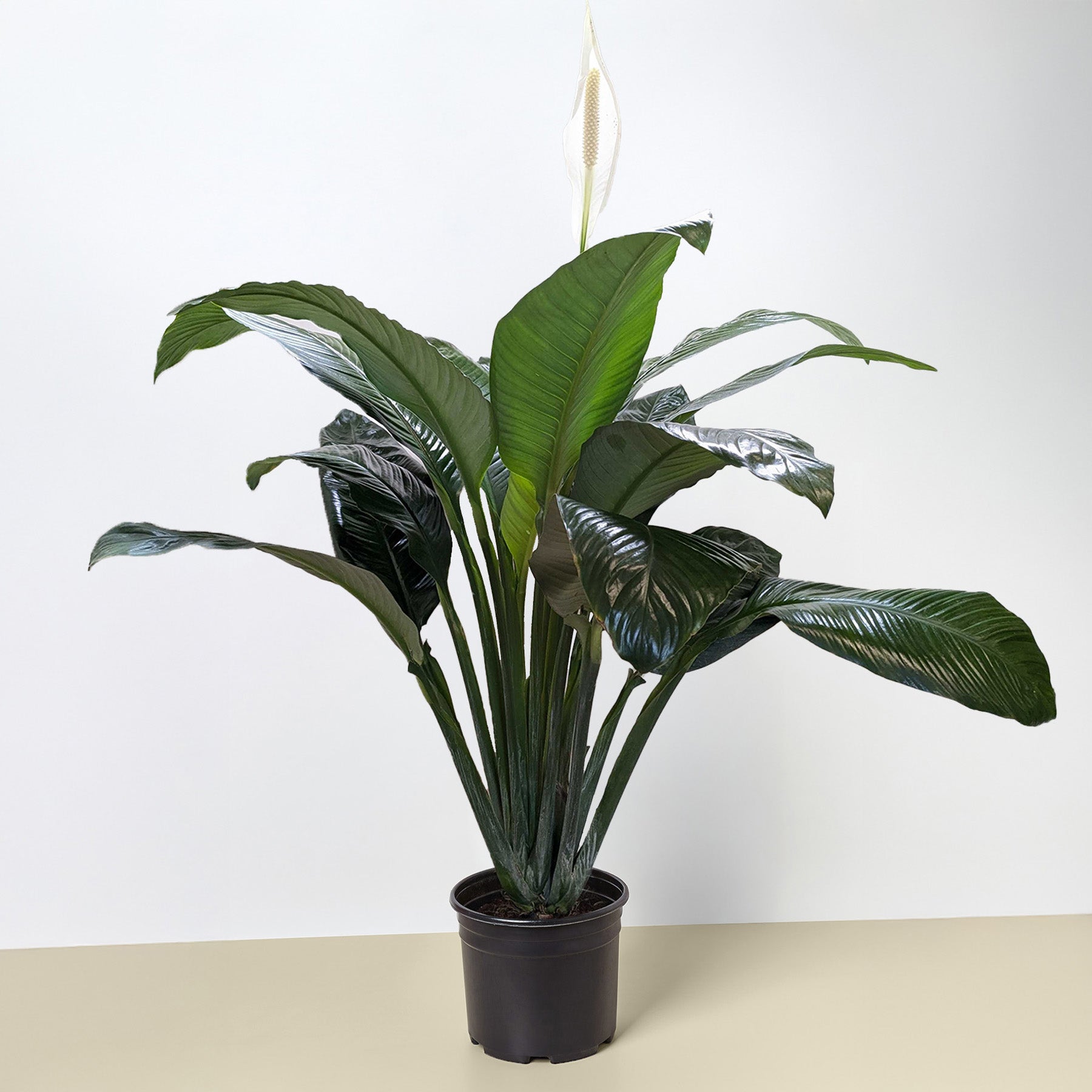 Spathiphyllum 'Peace Lily' potted.  A popular indoor plant admired for its lush, dark green foliage and elegant white bloom