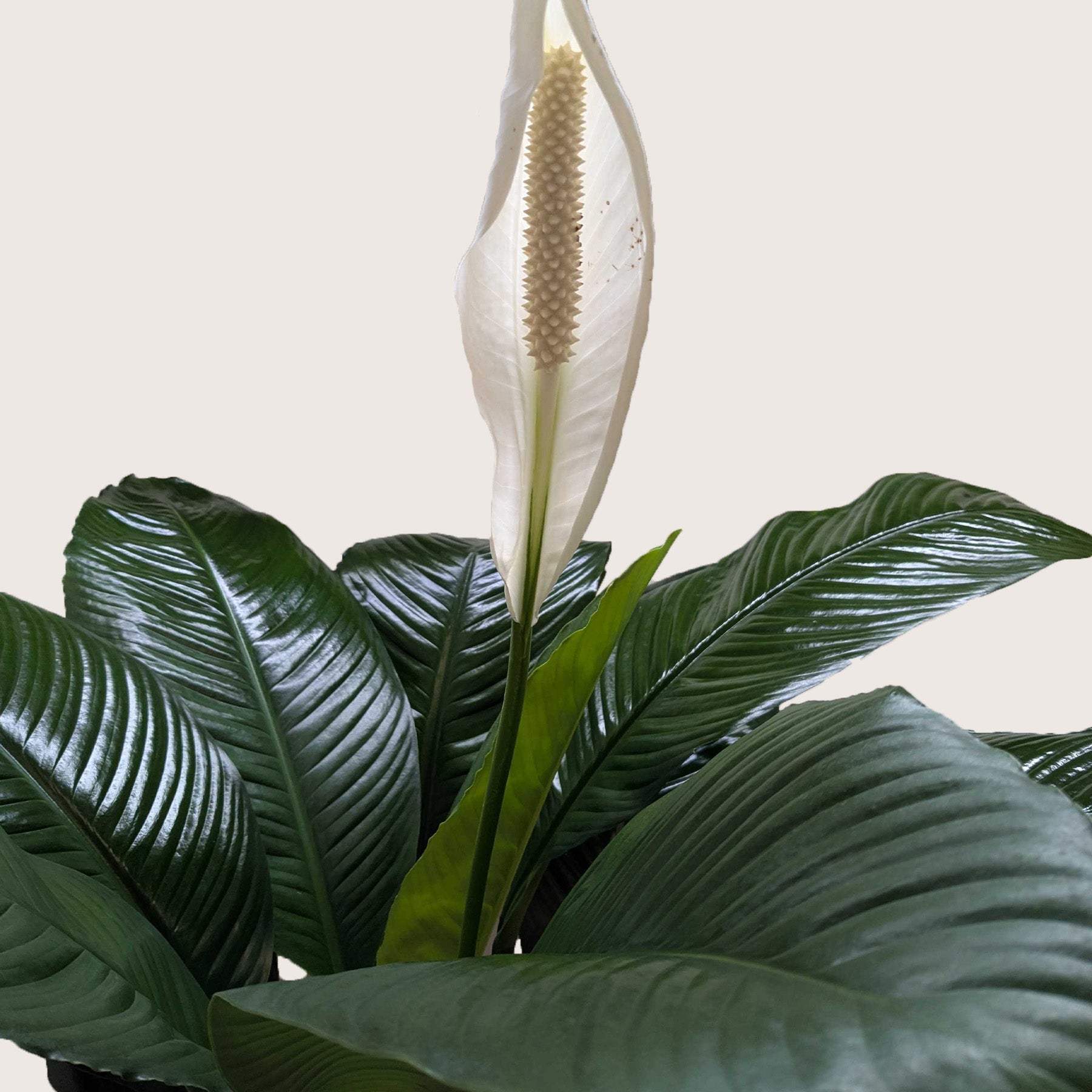 Spathiphyllum 'Peace Lily' potted.  A popular indoor plant admired for its lush, dark green foliage and elegant white bloom