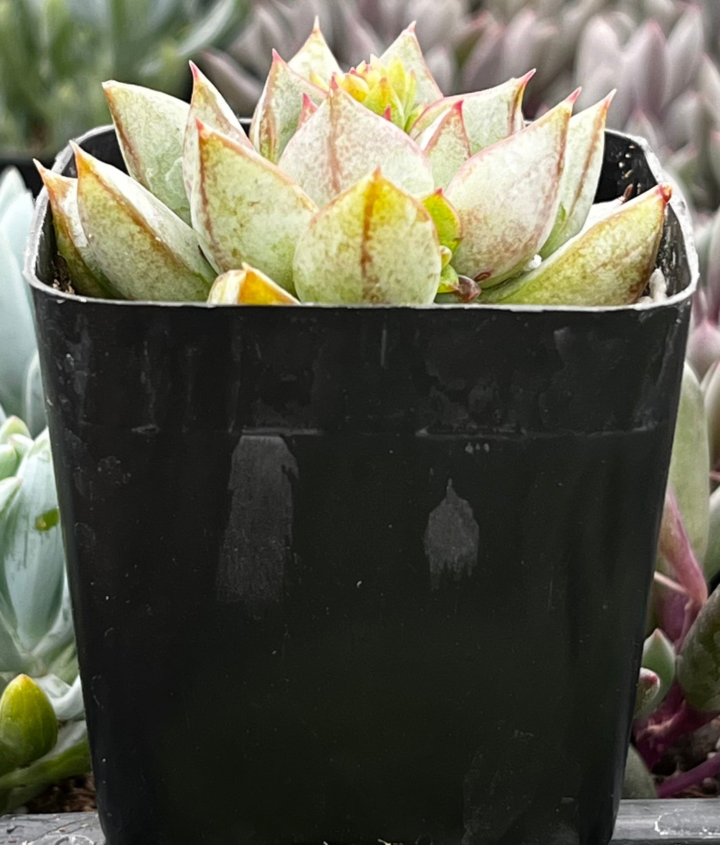 Echeveria Glory