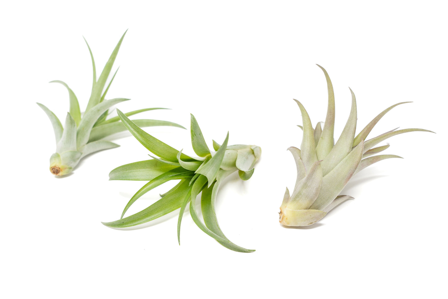 SALE - Tillandsia Abdita Brachycaulos Air Plants - Set of 10, 20 or 30 - 60% Off