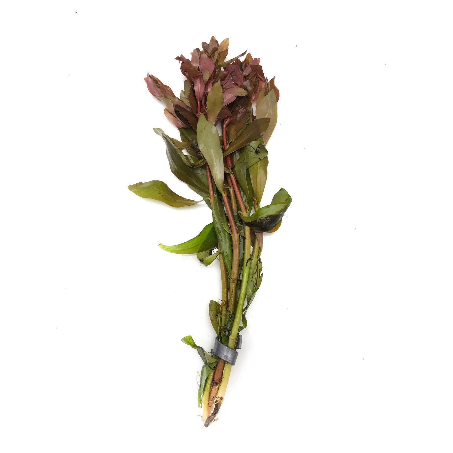 Ammannia Gracilis