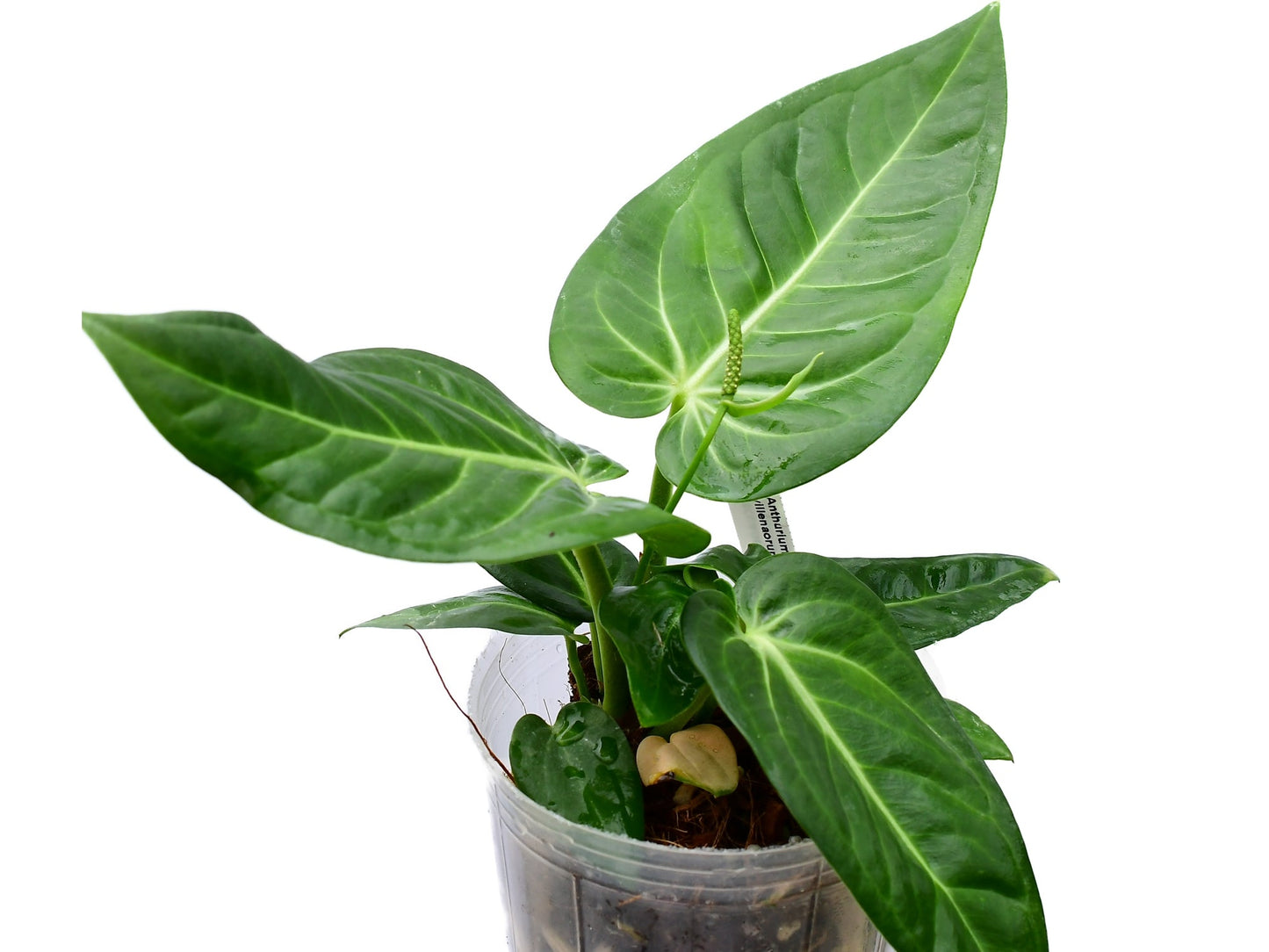 Anthurium Villenaorum - a prized, rare aroid from the cloud forests of Peru and Ecuador