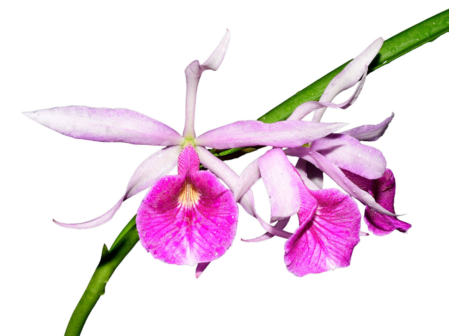 Brassocattleya Morning Glory var carnea