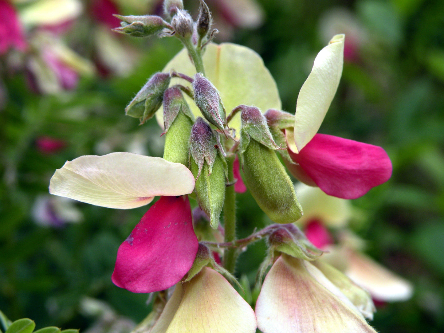 30 GOAT'S RUE Tephrosia Virginiana Cracca Flower Grass Legume Ground Cover Seeds