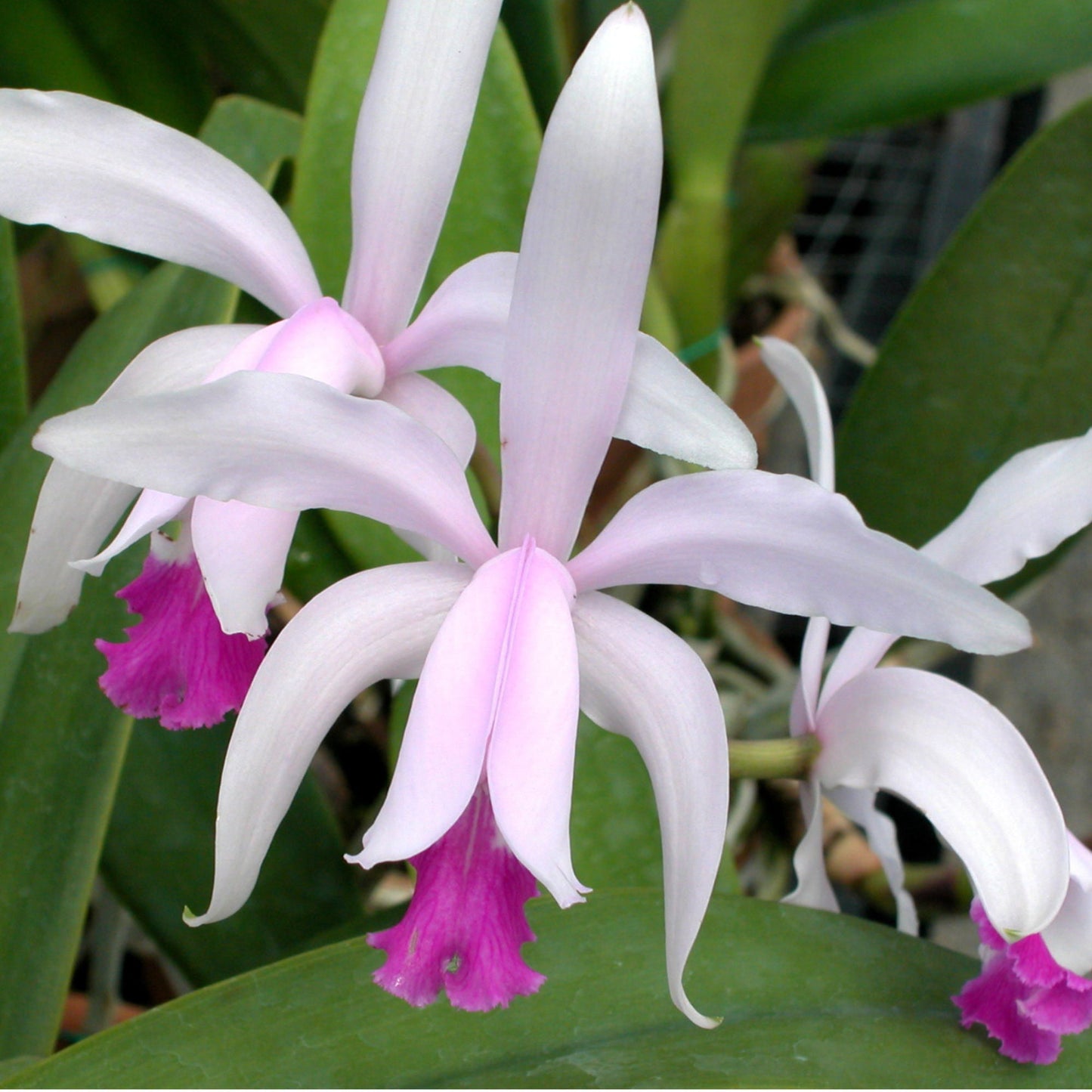 Cattleya intermedia
