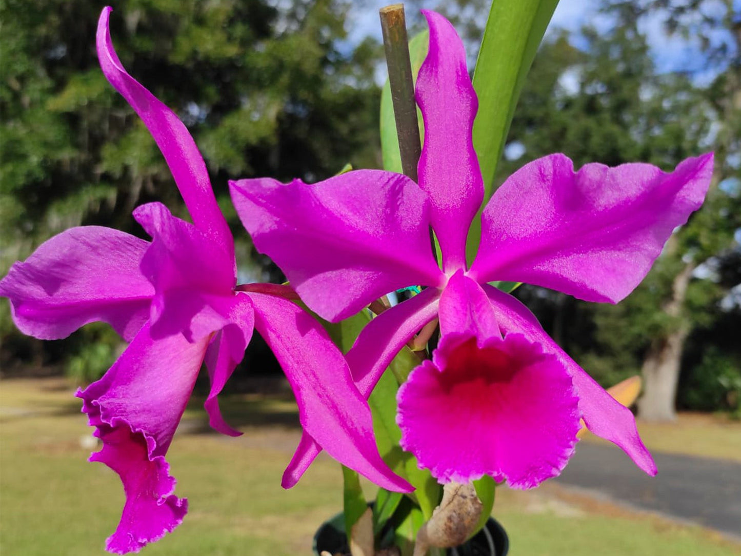 Cattleya Lucia Fernandez