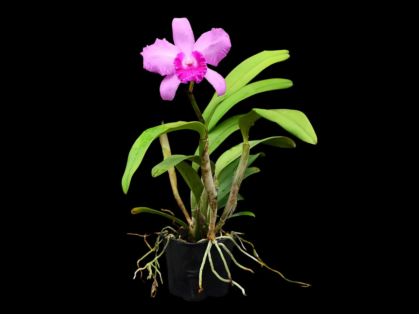 Cattleya Pedro