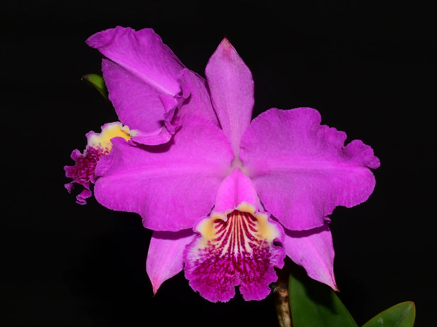 Cattleya lueddemanniana 'Camila' x 'Rombito' - the flowers are highly praised for their rich, floral scent