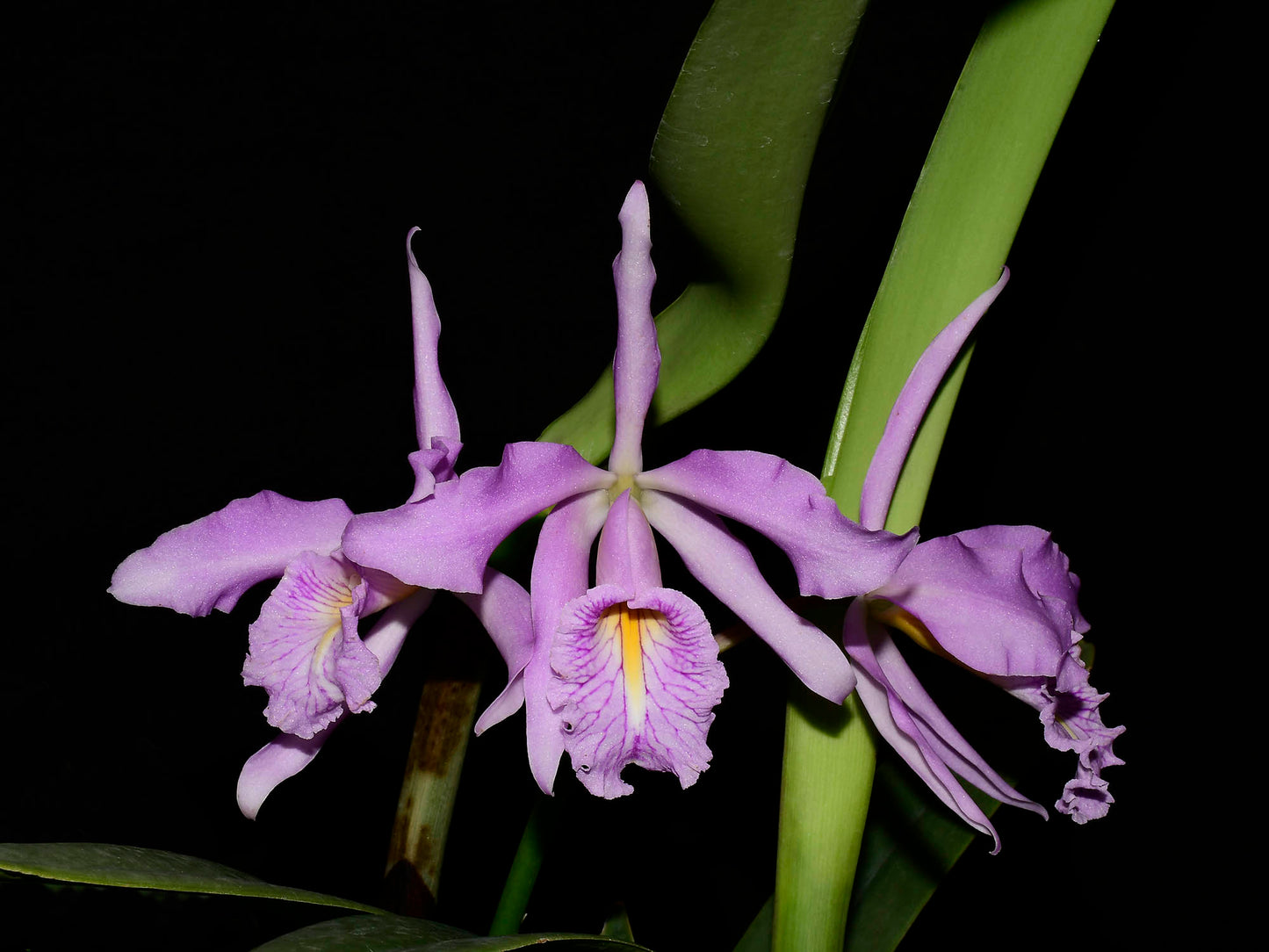 Cattleya maxima 'Barbara'