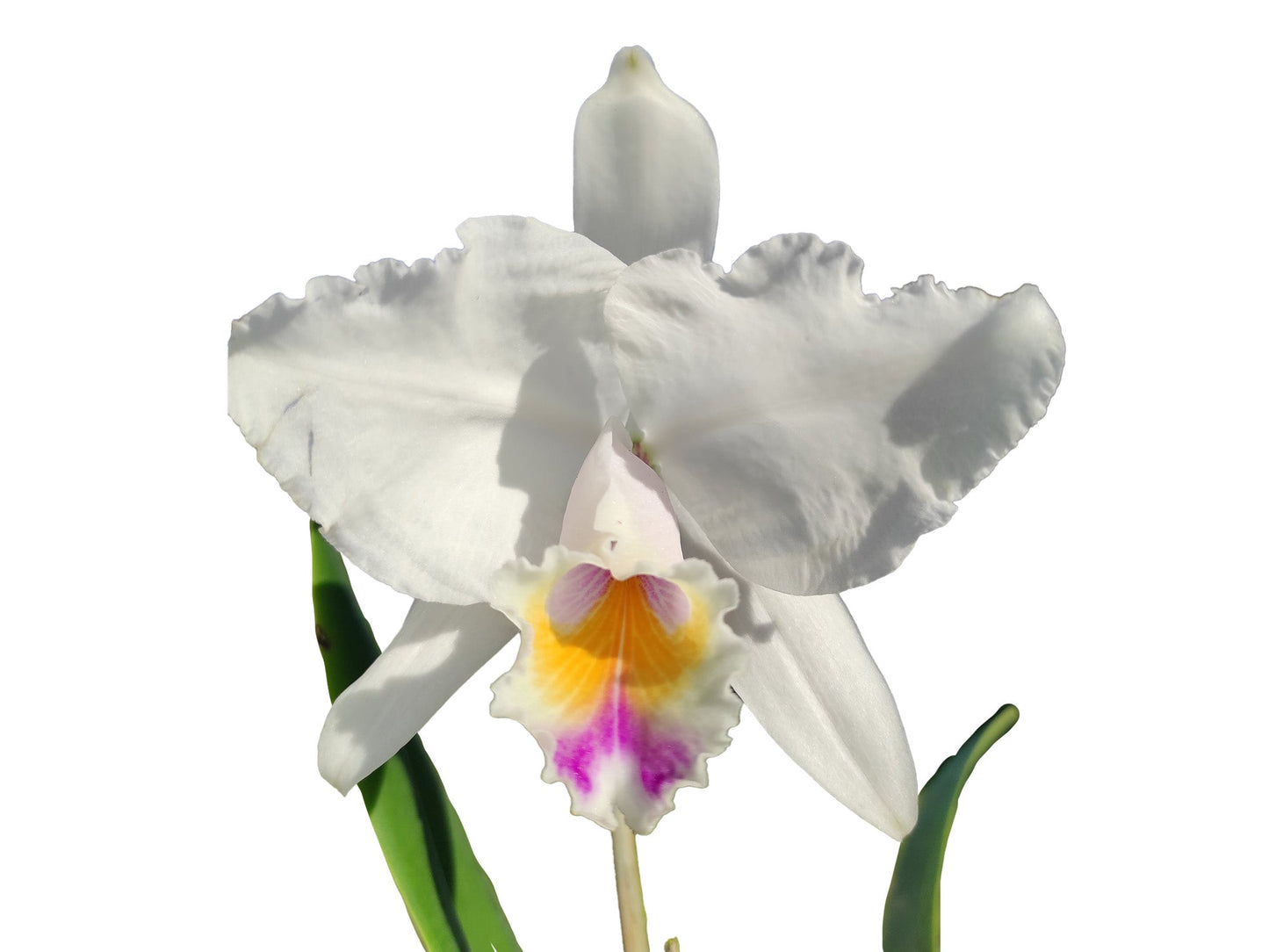 Cattleya quadricolor # 2 x # 3