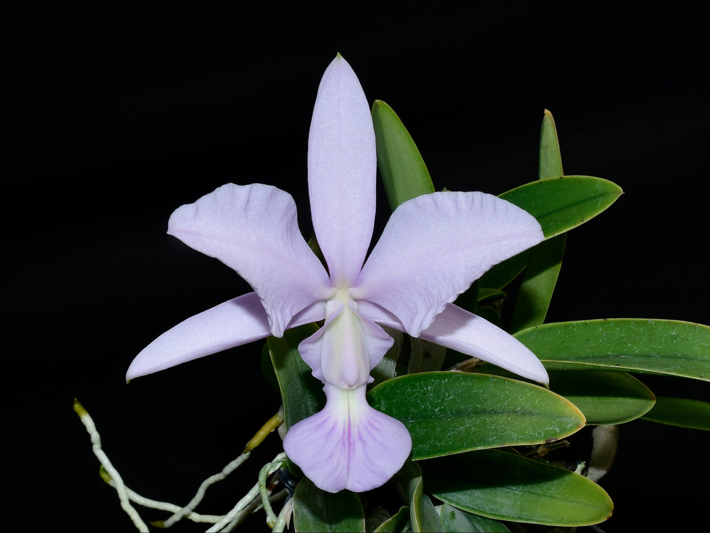 Cattleya walkeriana f. azul