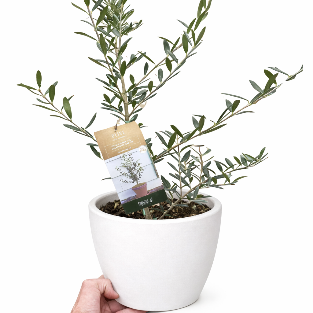Common Olive Tree (Olea europaea) - FREE SHIPPING
