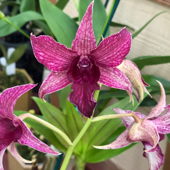 Dendrobium Hawaii Spectacular Orchid in a 4 inch pot. Beautiful long lasting blooms! A specialty Orchid that is easy to care for!