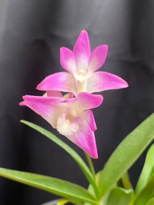 Compact Dendrobium KIngianum 'Pink' Orchid NBS potted - not in bloom! Fragrant and long-lasting blooms!