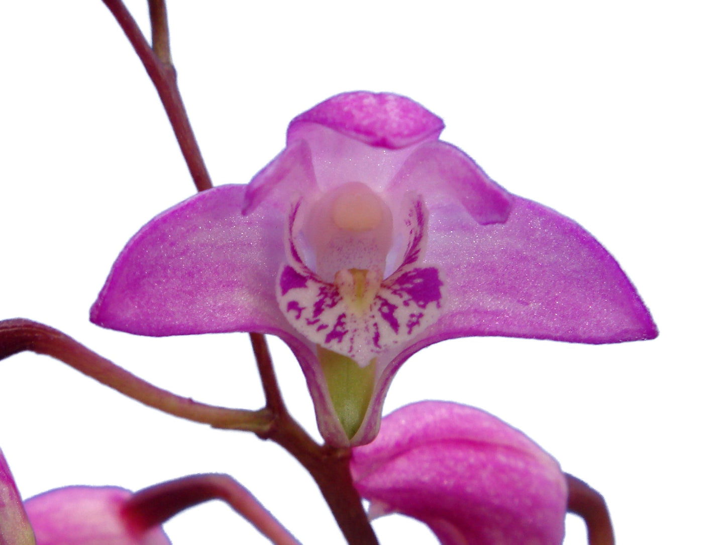 Dendrobium kingianum