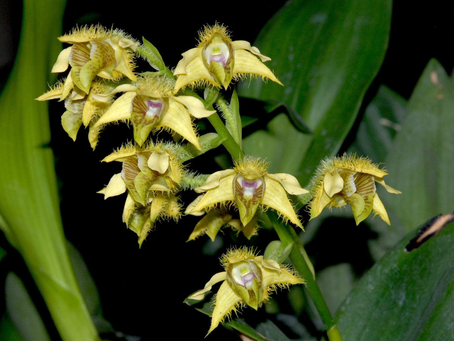 Dendrobium macrophyllum