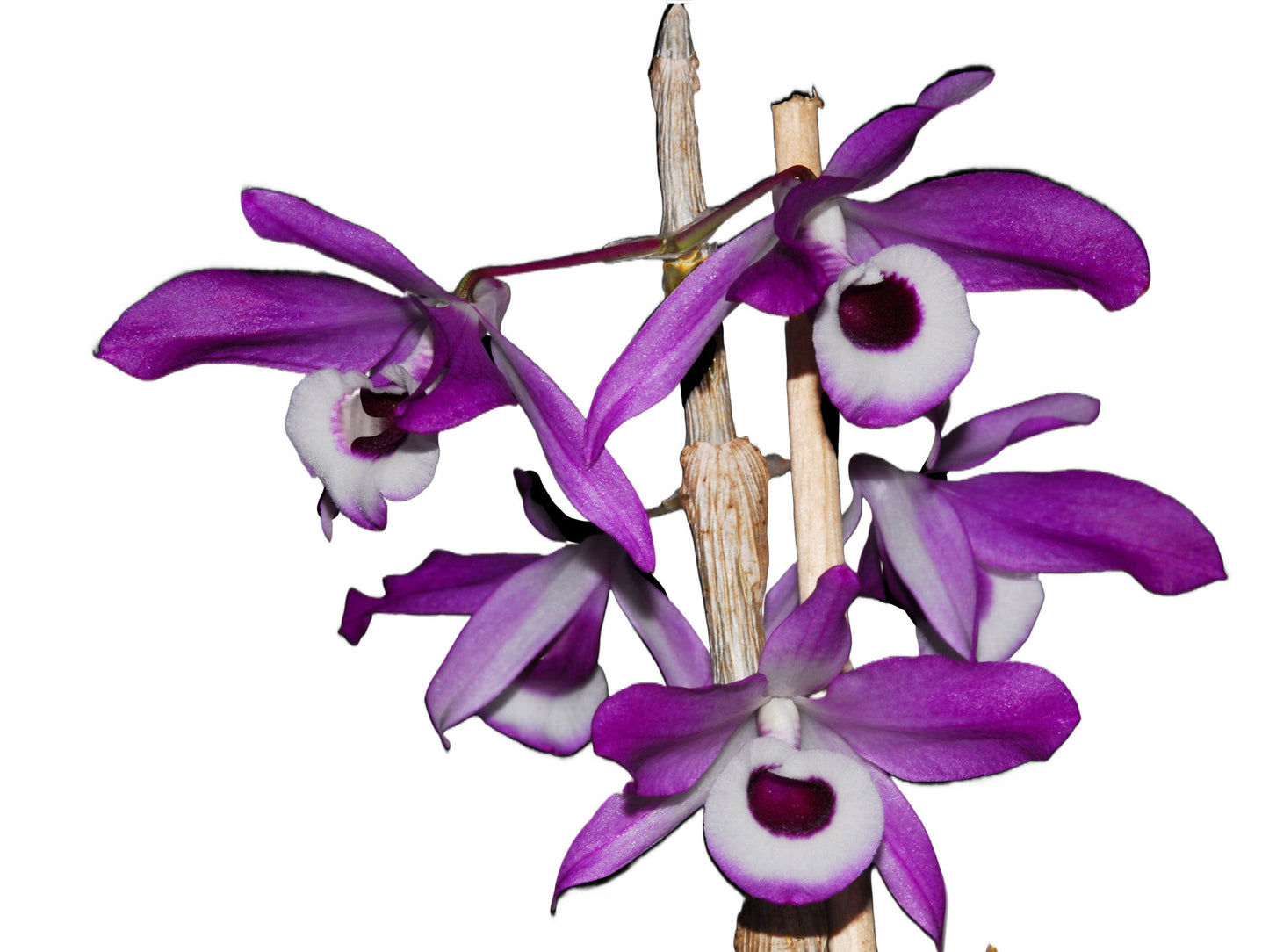 Dendrobium Nobile