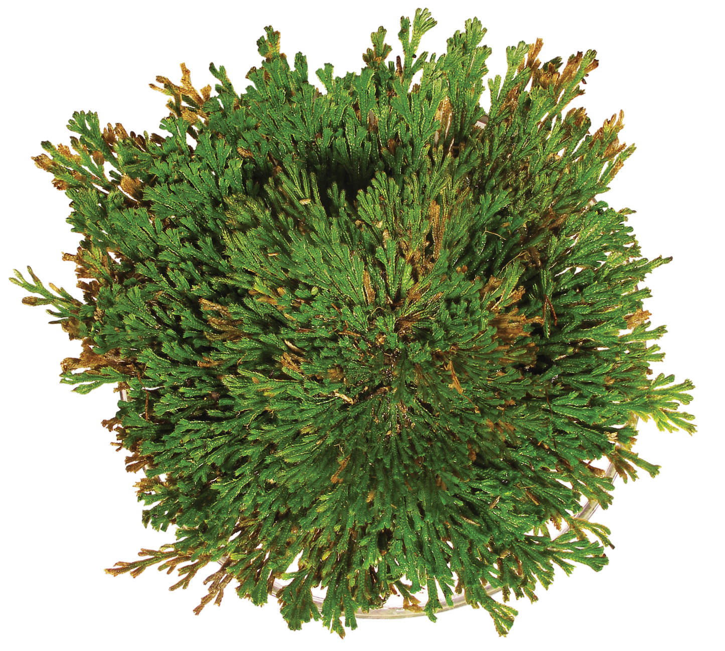 Resurrection Plant - Multipack of 3
