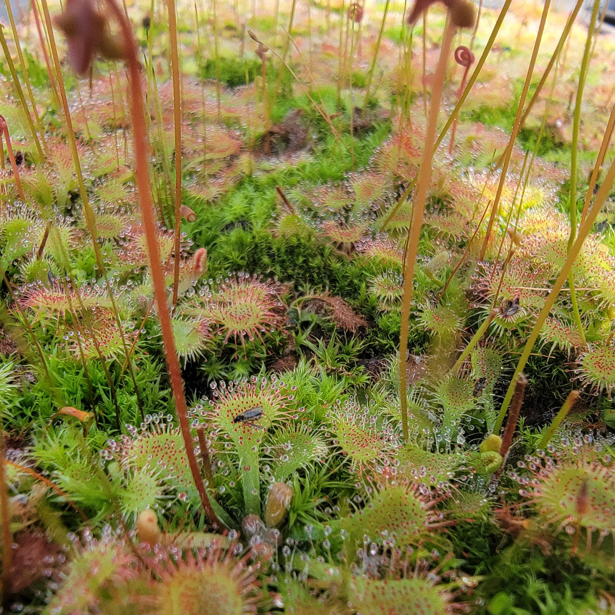 Drosera tokaiensis -Live carnivorous plant-