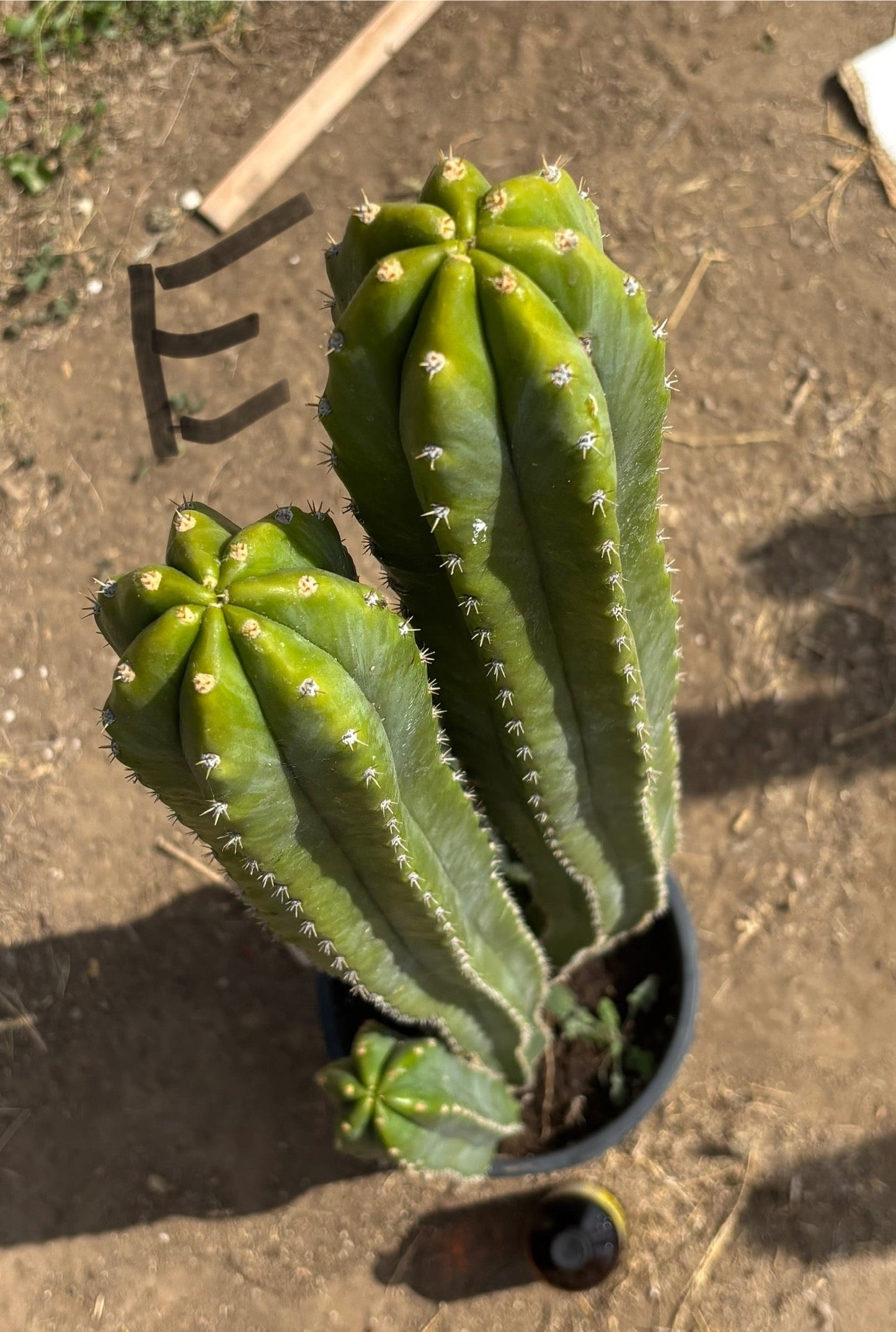 #EC125 EXACT GIANT Trichocereus Pachanoi PC Potted Cactus Specimens