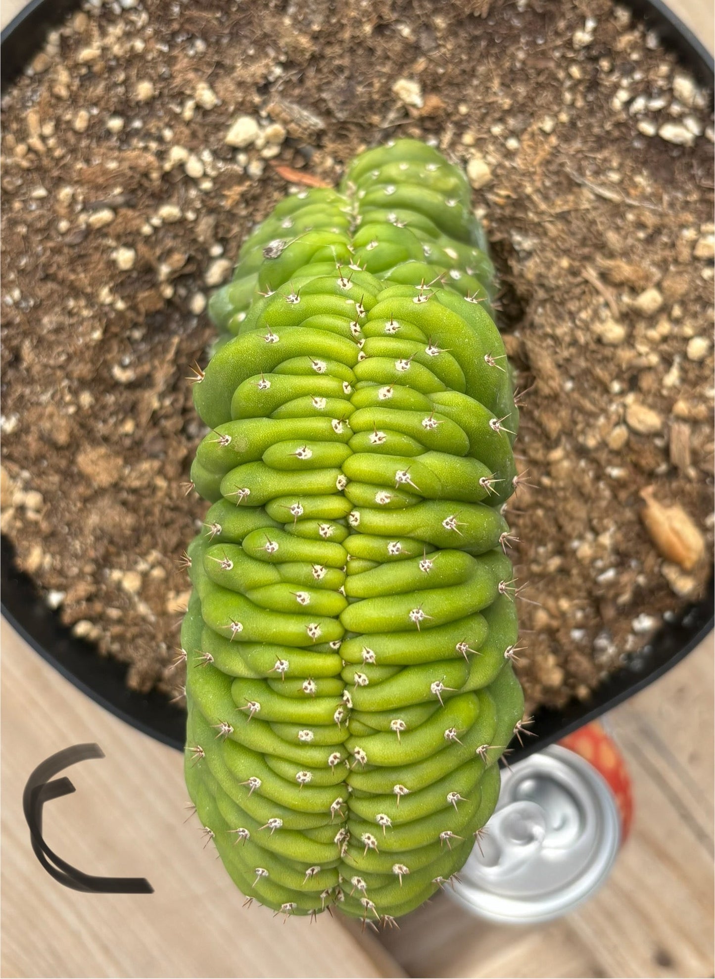 #EC139 EXACT Trichocereus Pachanoi San Pedro Crested Cactus in 8"
