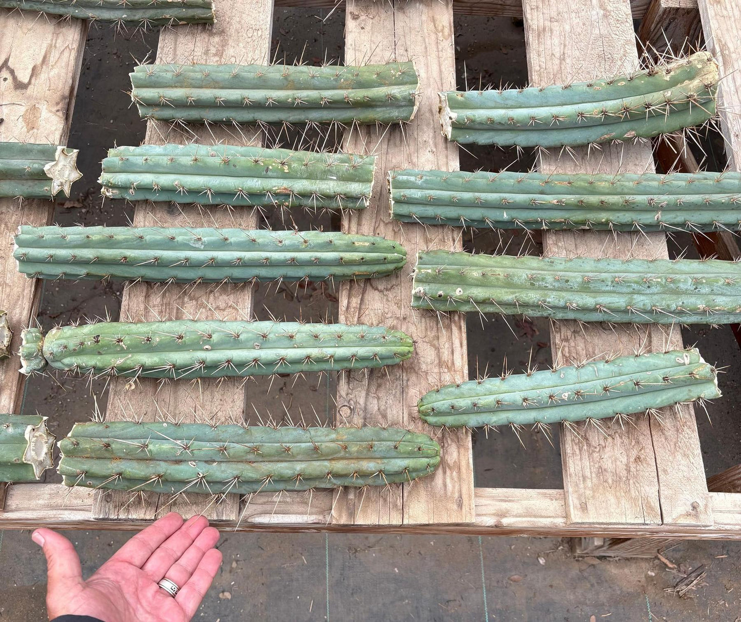 #EC159 EXACT Trichocereus Bargain Bridgesoid SunSpine TLC Cuttings 8-12”