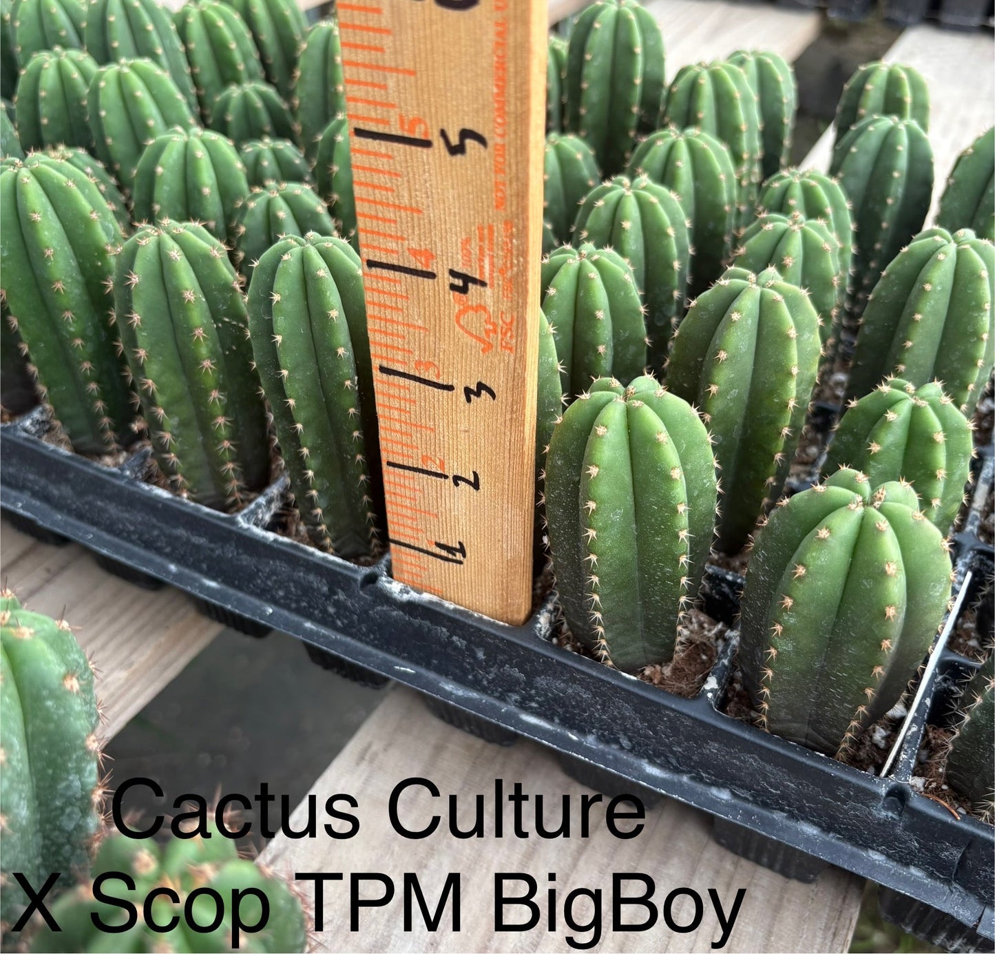 #EC225 Variety of Trichocereus Hybrid Cactus Bargain Potted Seedlings For Sale