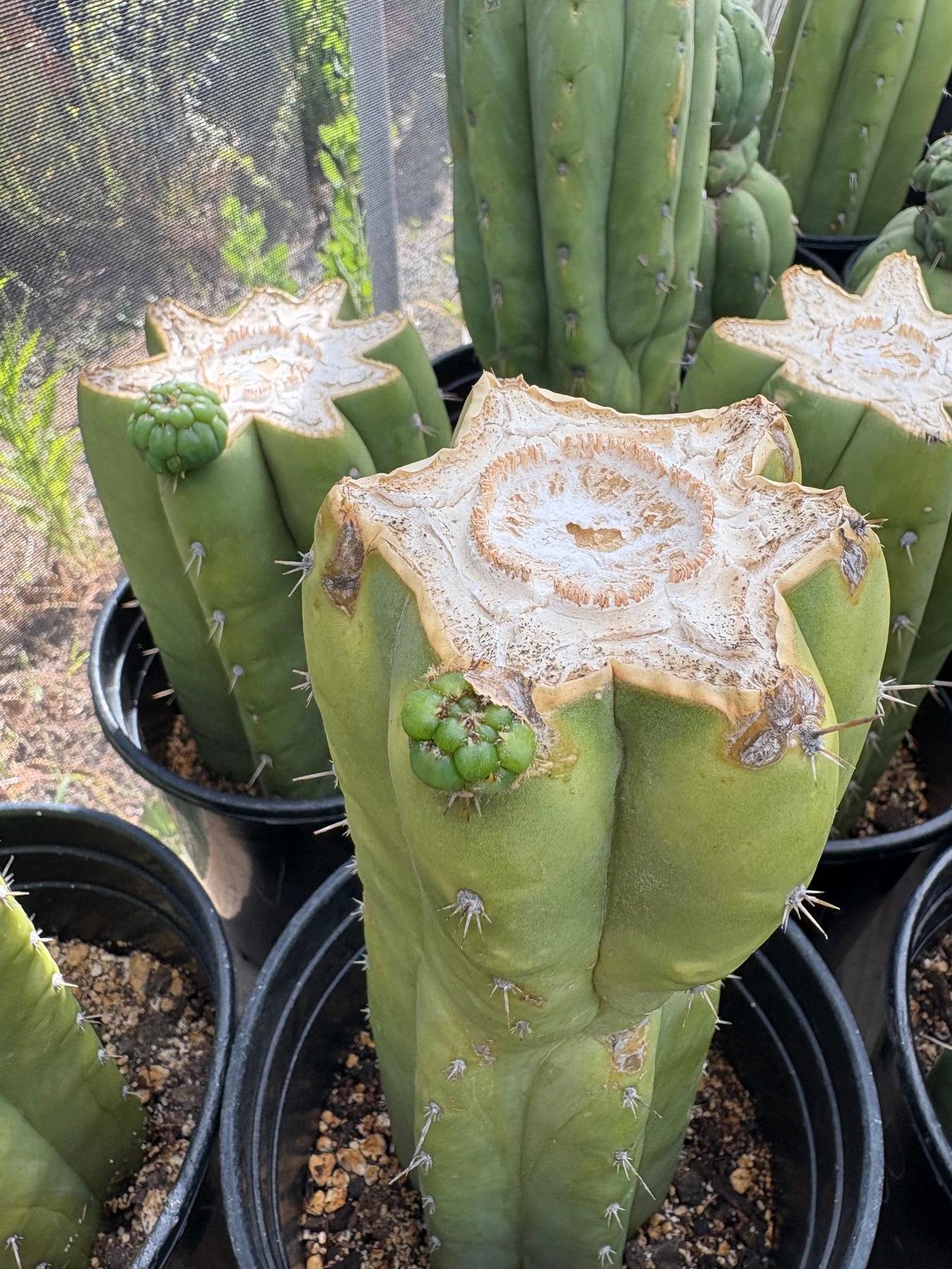 #EC240 Trichocereus Pachanoi Nuestra Bonita Cactus Cuttings and potted 8-15"