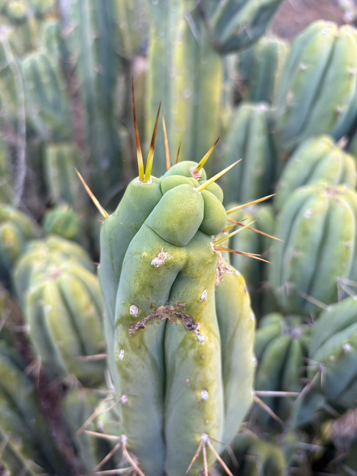 #EC309 EXACT Trichocereus Bridgesii Jiimz Pigeon Cactus, esqueje de aprox. 12”